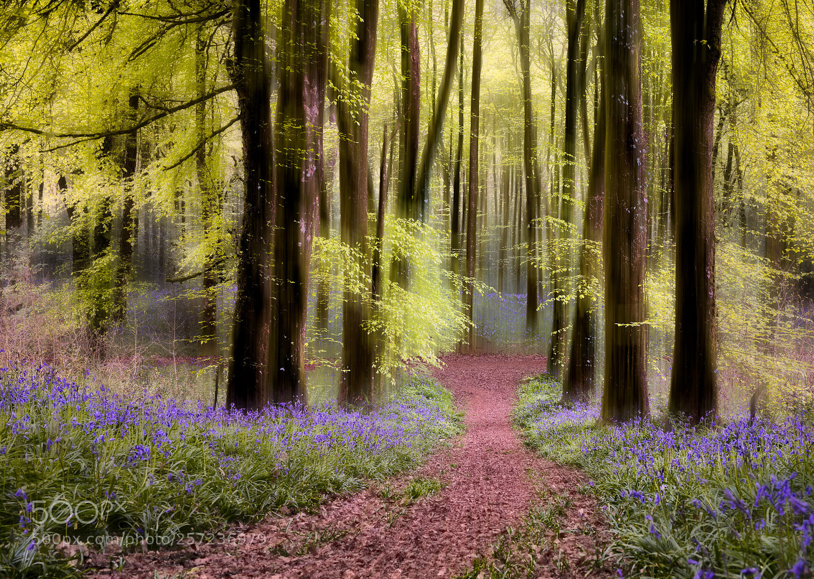 Nikon D810 sample photo. Bluebell fairytale photography