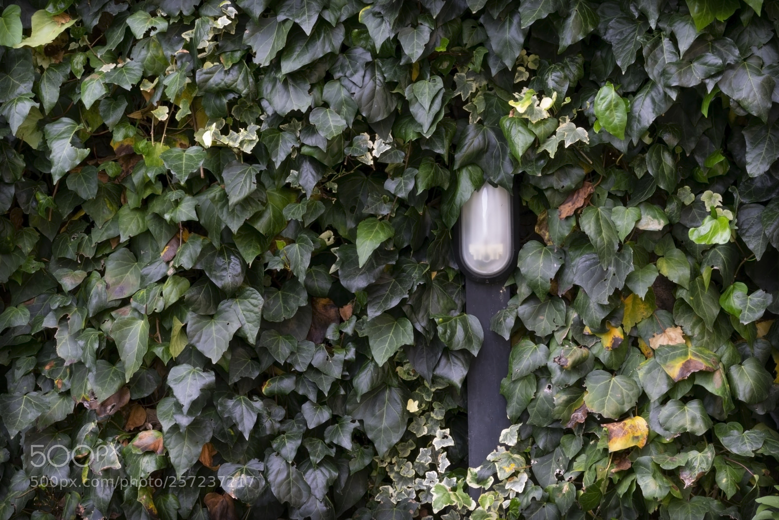 Nikon D3300 sample photo. Lampgarden photography
