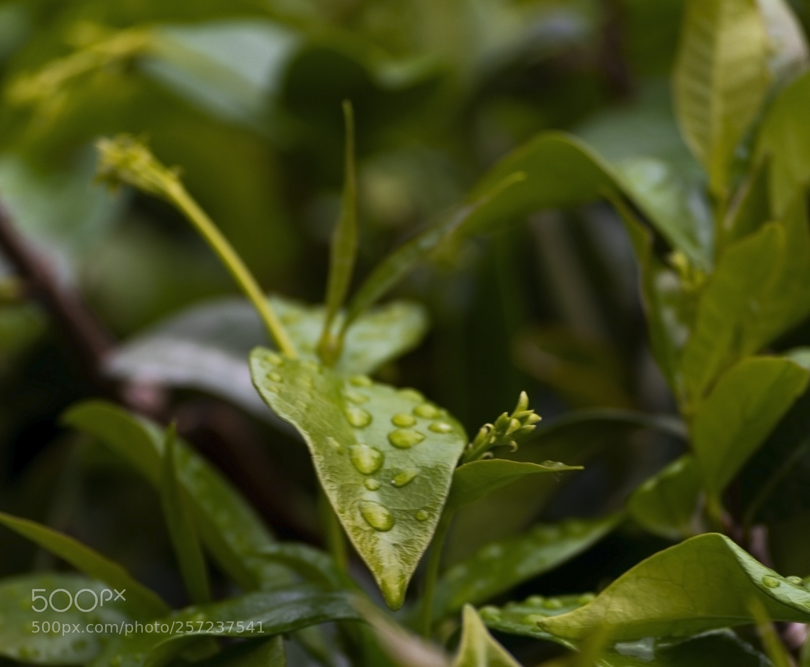 Nikon D3300 sample photo. Leaf photography