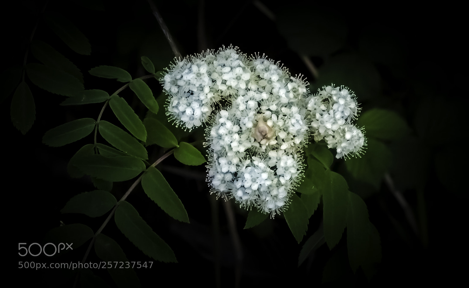 Nikon D5000 sample photo. Elderberry flower photography