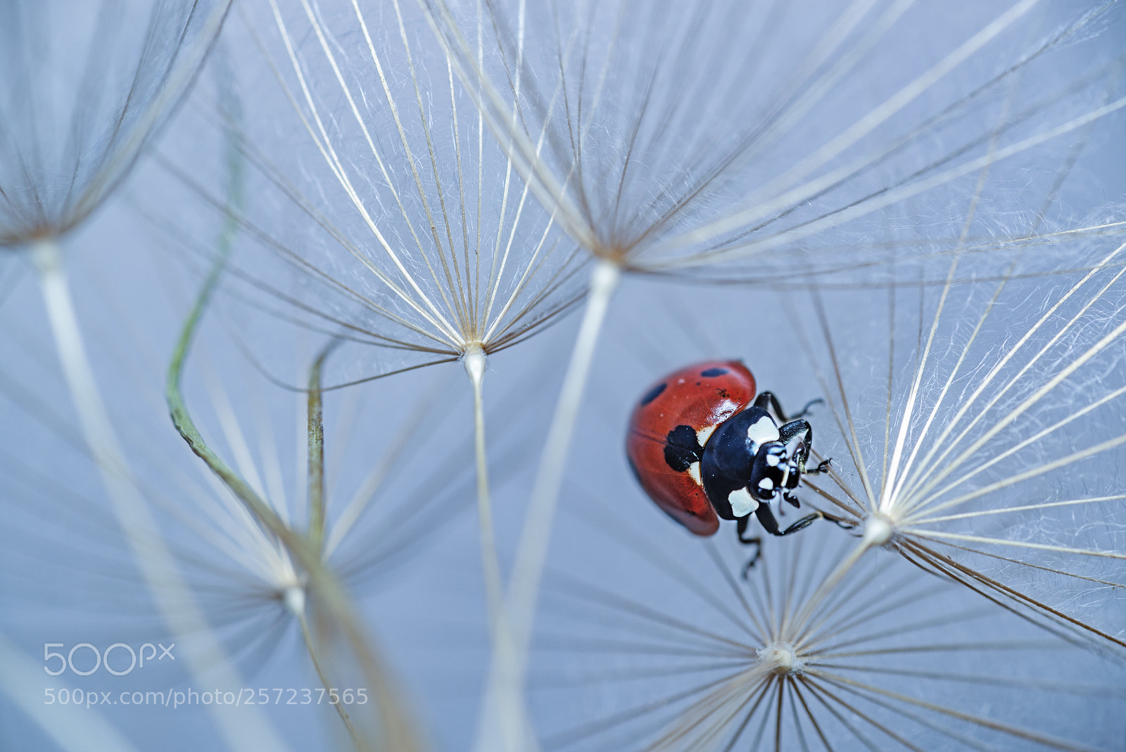 Nikon D800E sample photo. Ladybug photography
