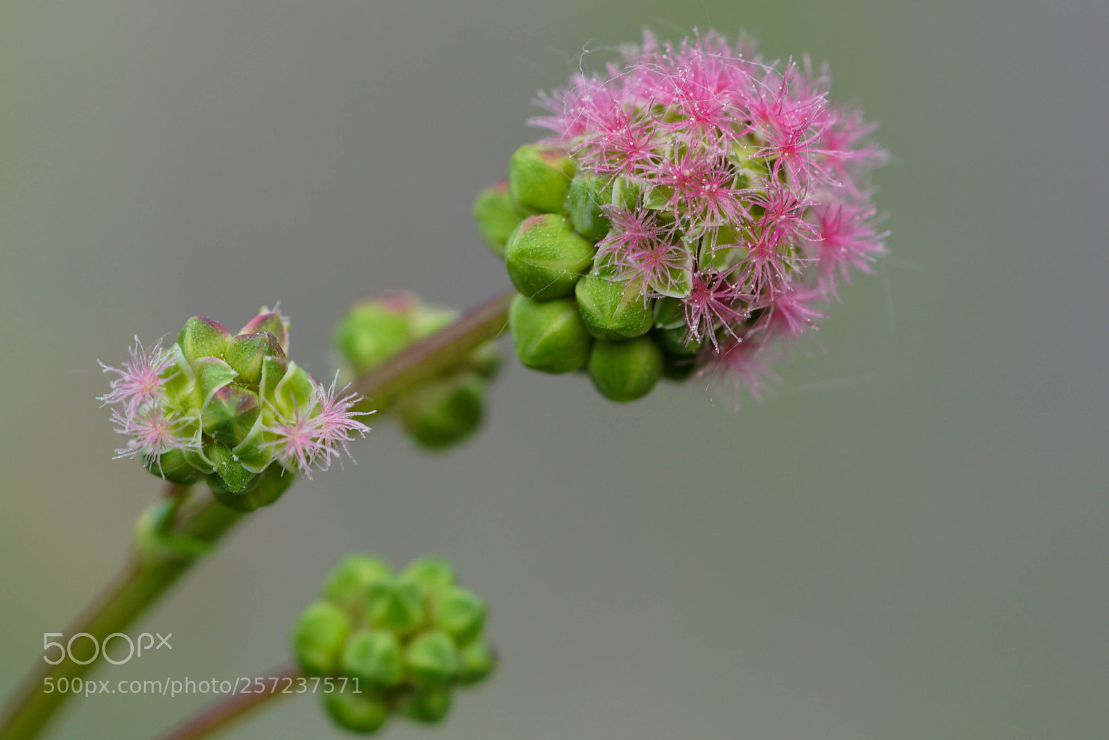 Sony a6500 sample photo. Flower photography
