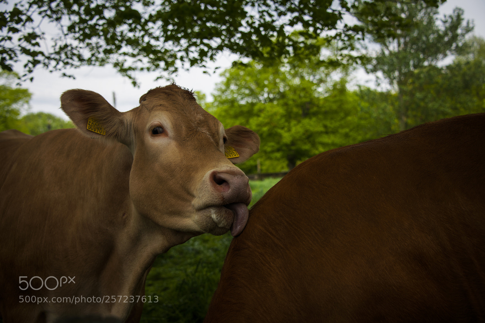 Nikon D850 sample photo. Untitled photography