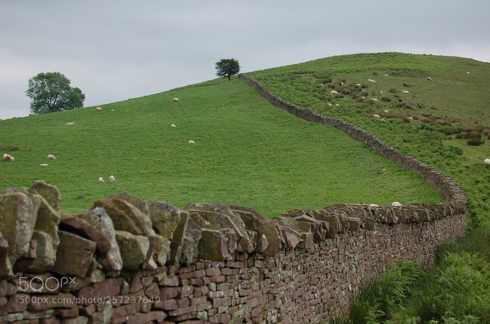 Nikon D50 sample photo. The wall photography