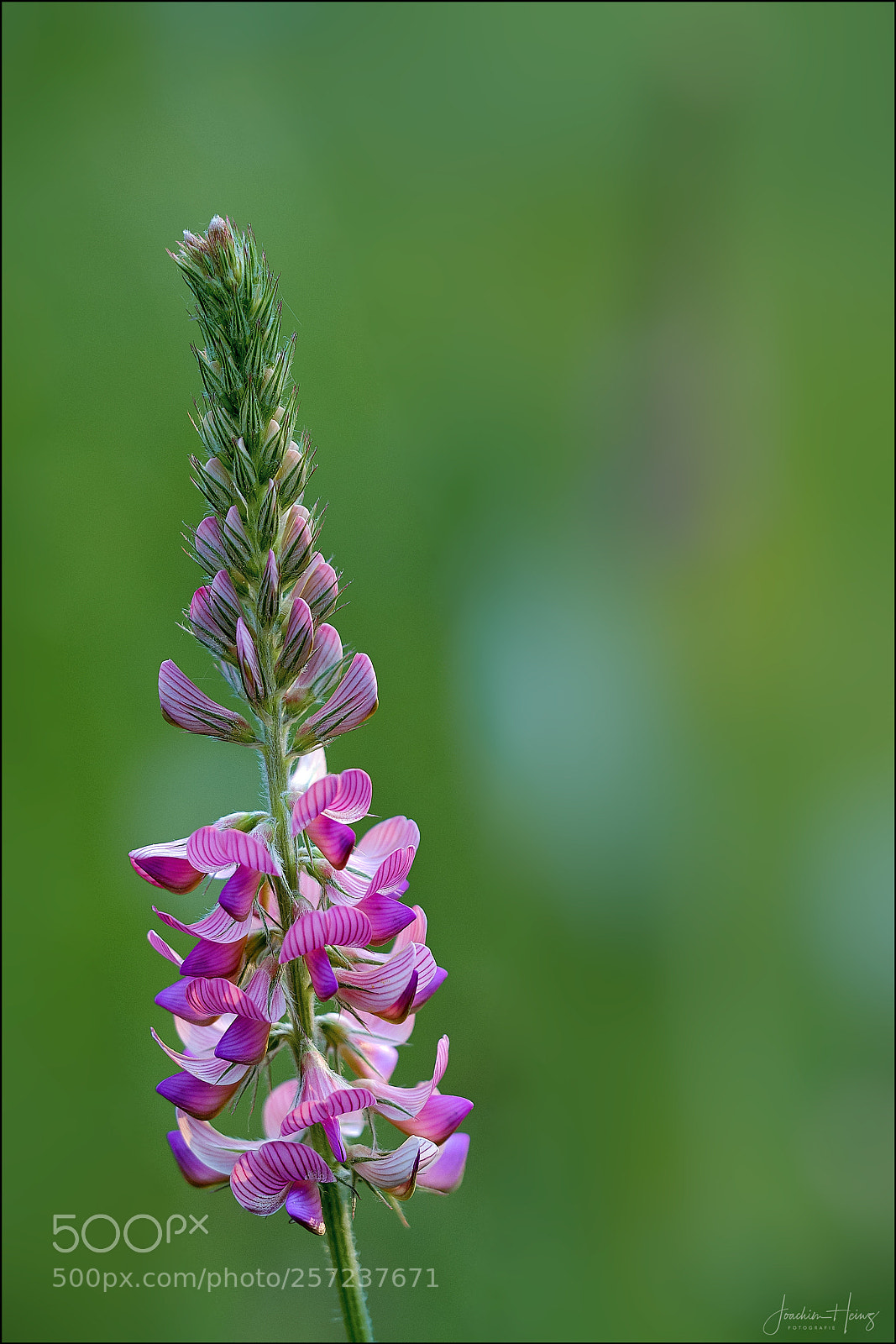 Fujifilm X-T2 sample photo. Wildflower ... photography