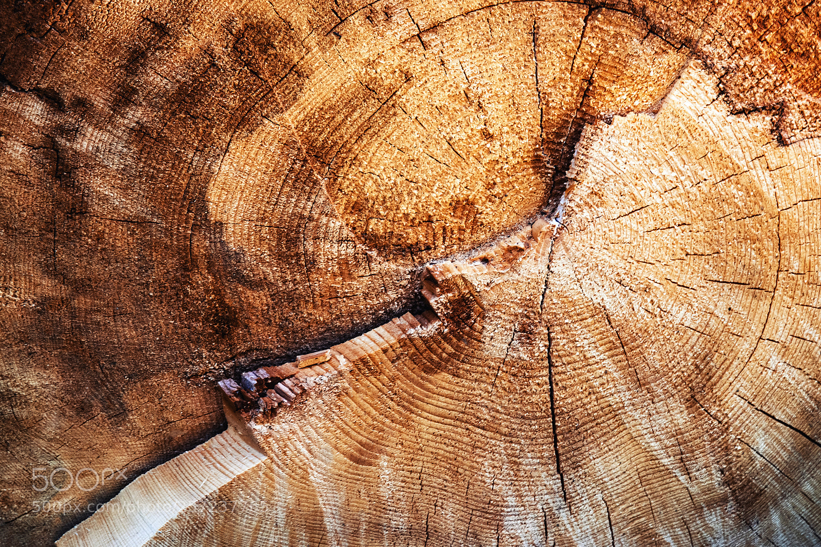 Nikon D5500 sample photo. Detail of a tree photography
