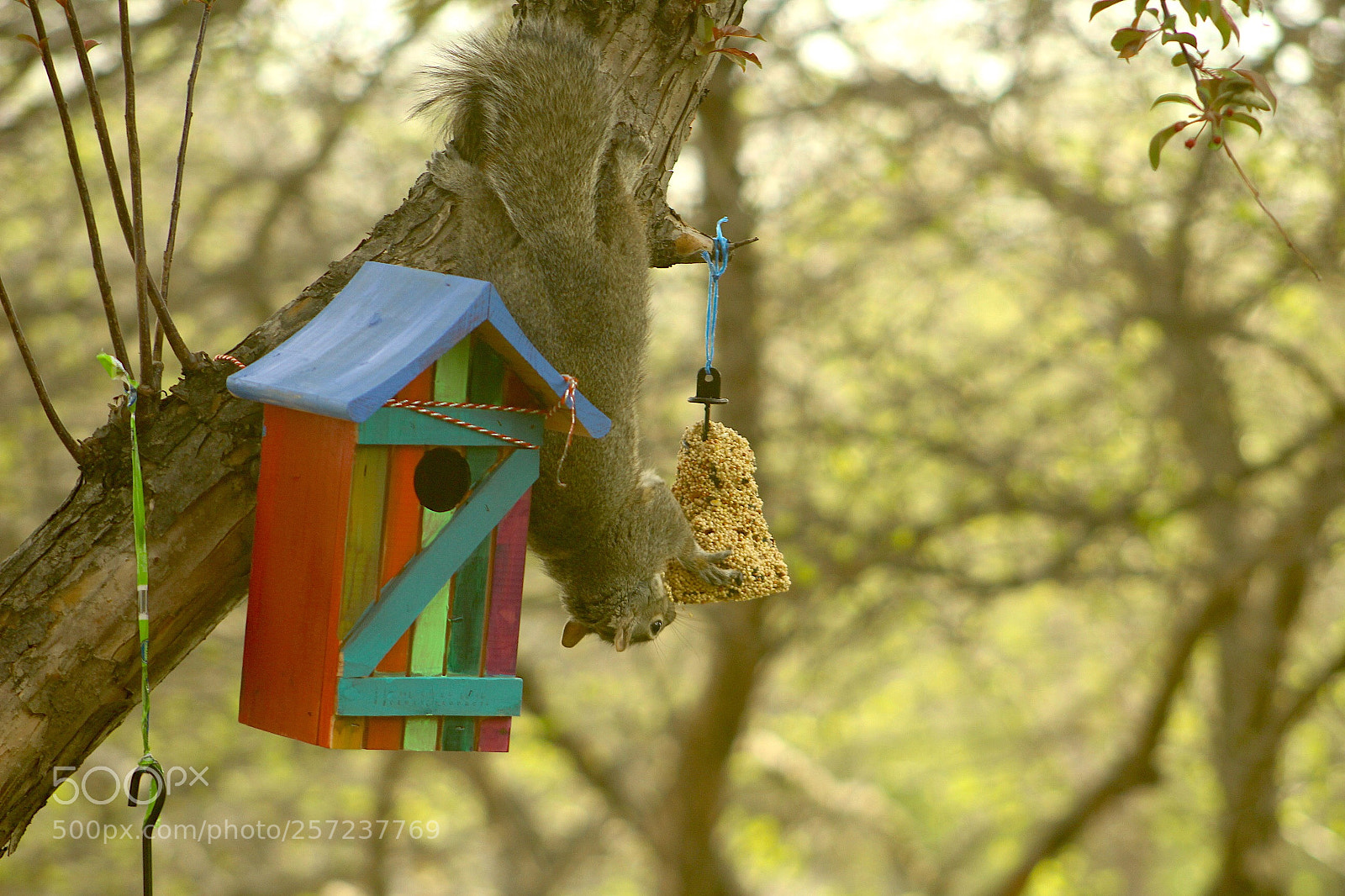 Canon EOS 1300D (EOS Rebel T6 / EOS Kiss X80) sample photo. I like squirrels. they photography