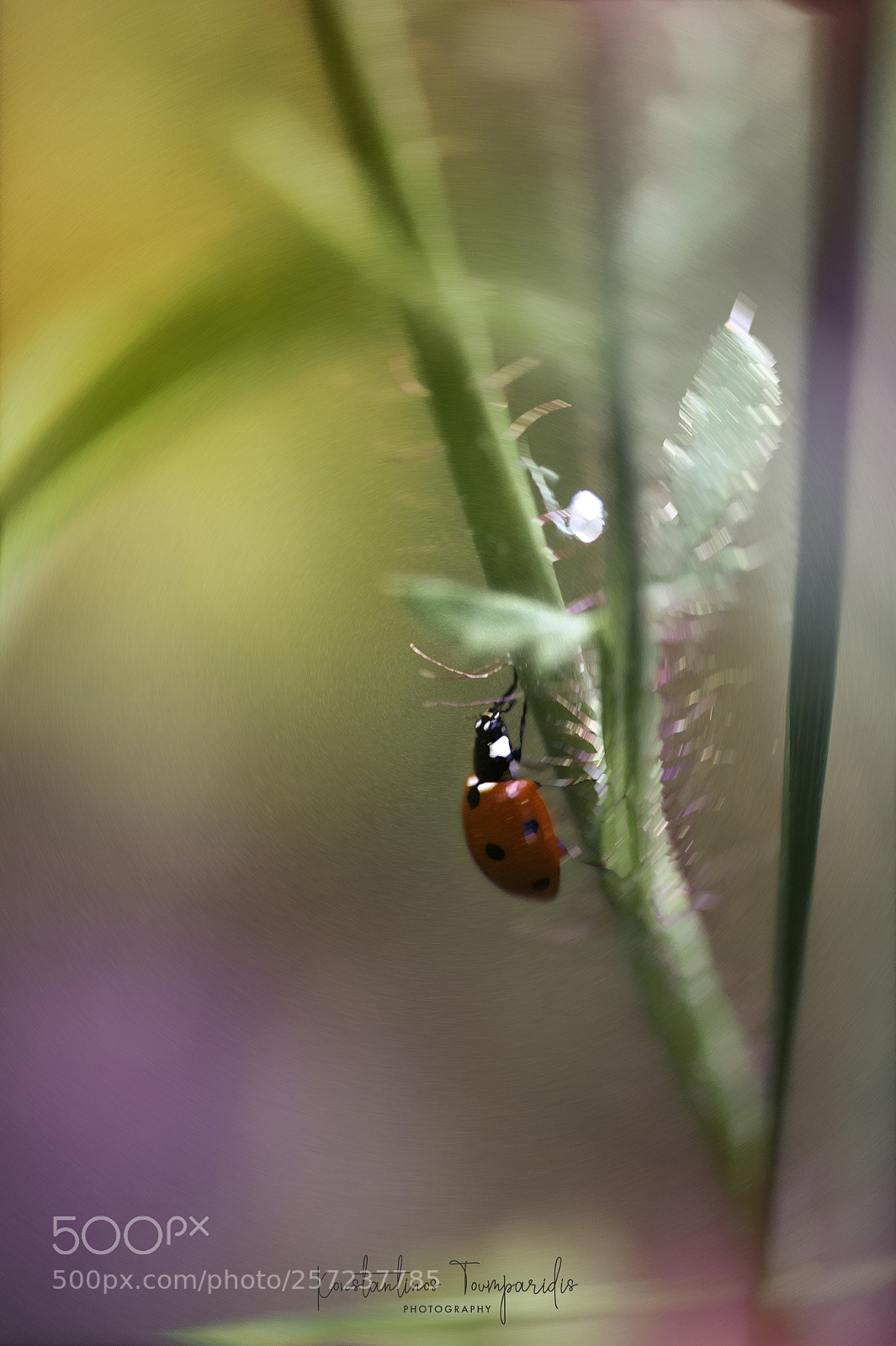 Nikon D700 sample photo. L for ladybug photography