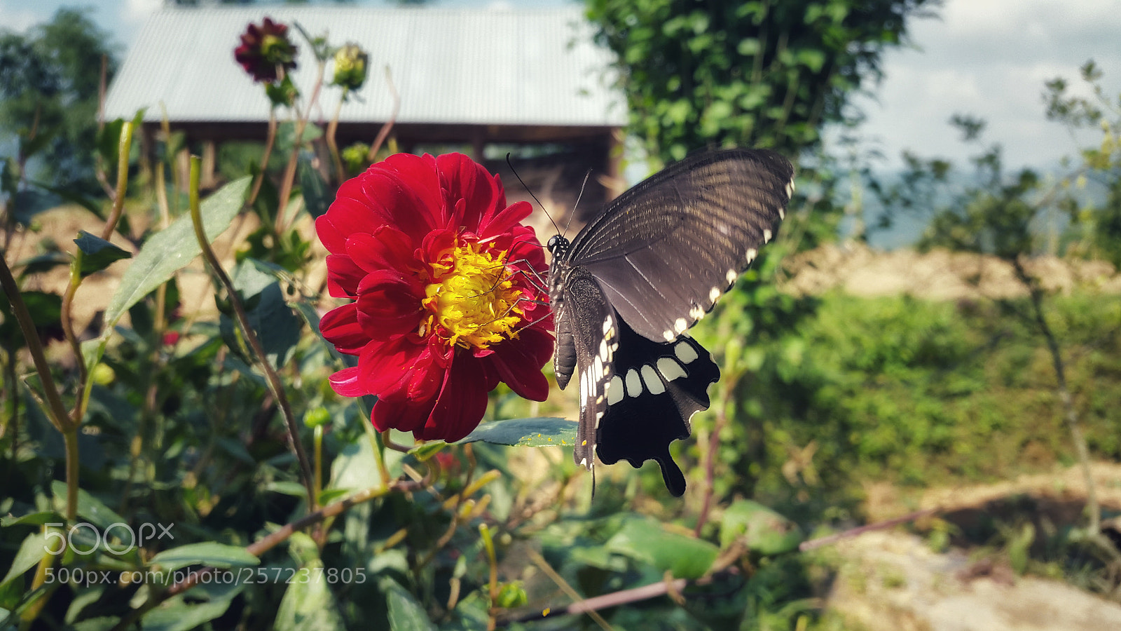Samsung Galaxy S5 sample photo. Untitled photography