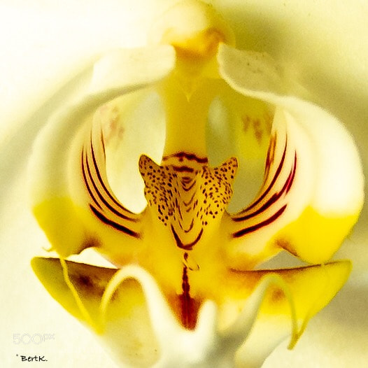 Nikon D500 sample photo. Orchid photography
