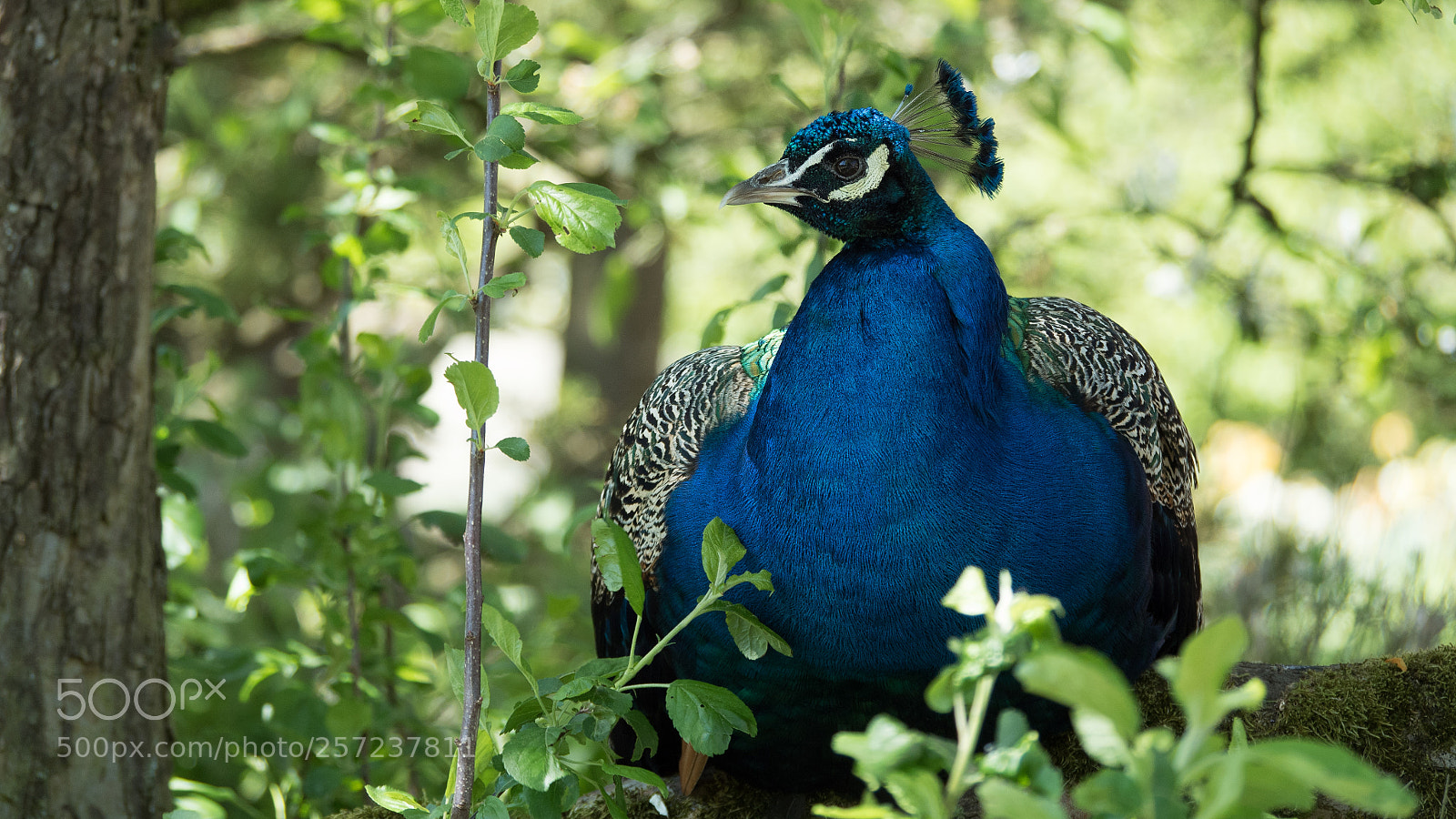 Olympus OM-D E-M5 II sample photo. Peacock photography