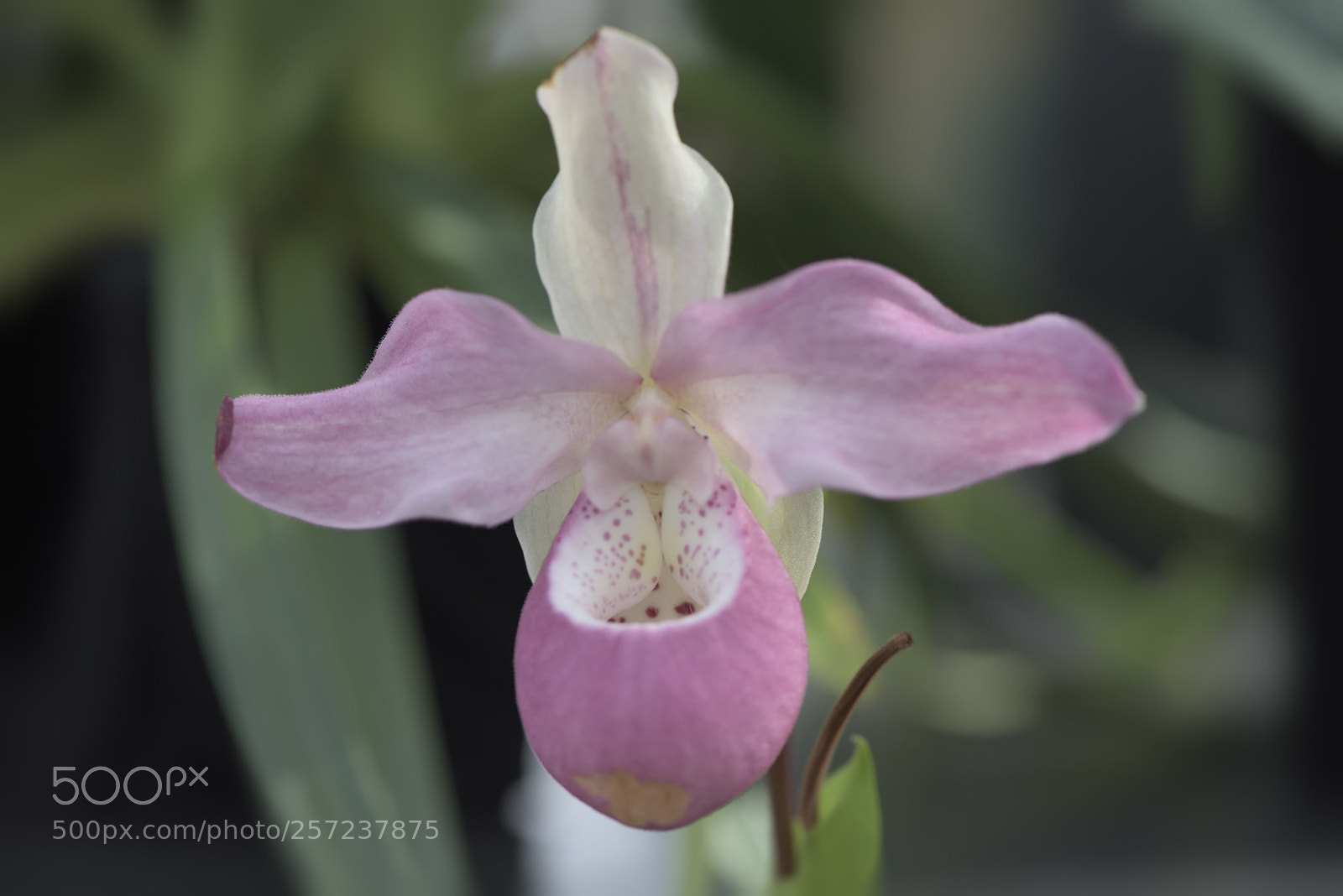 Nikon D750 sample photo. Pink lady slipper photography