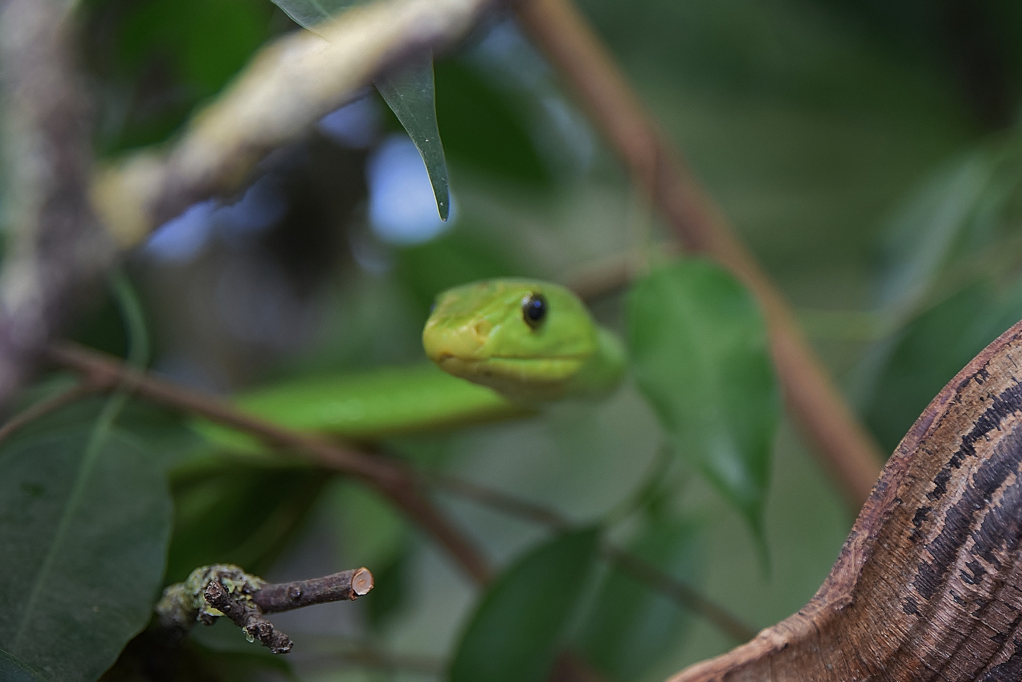 Nikon D5300 sample photo. Stsssstttsss photography