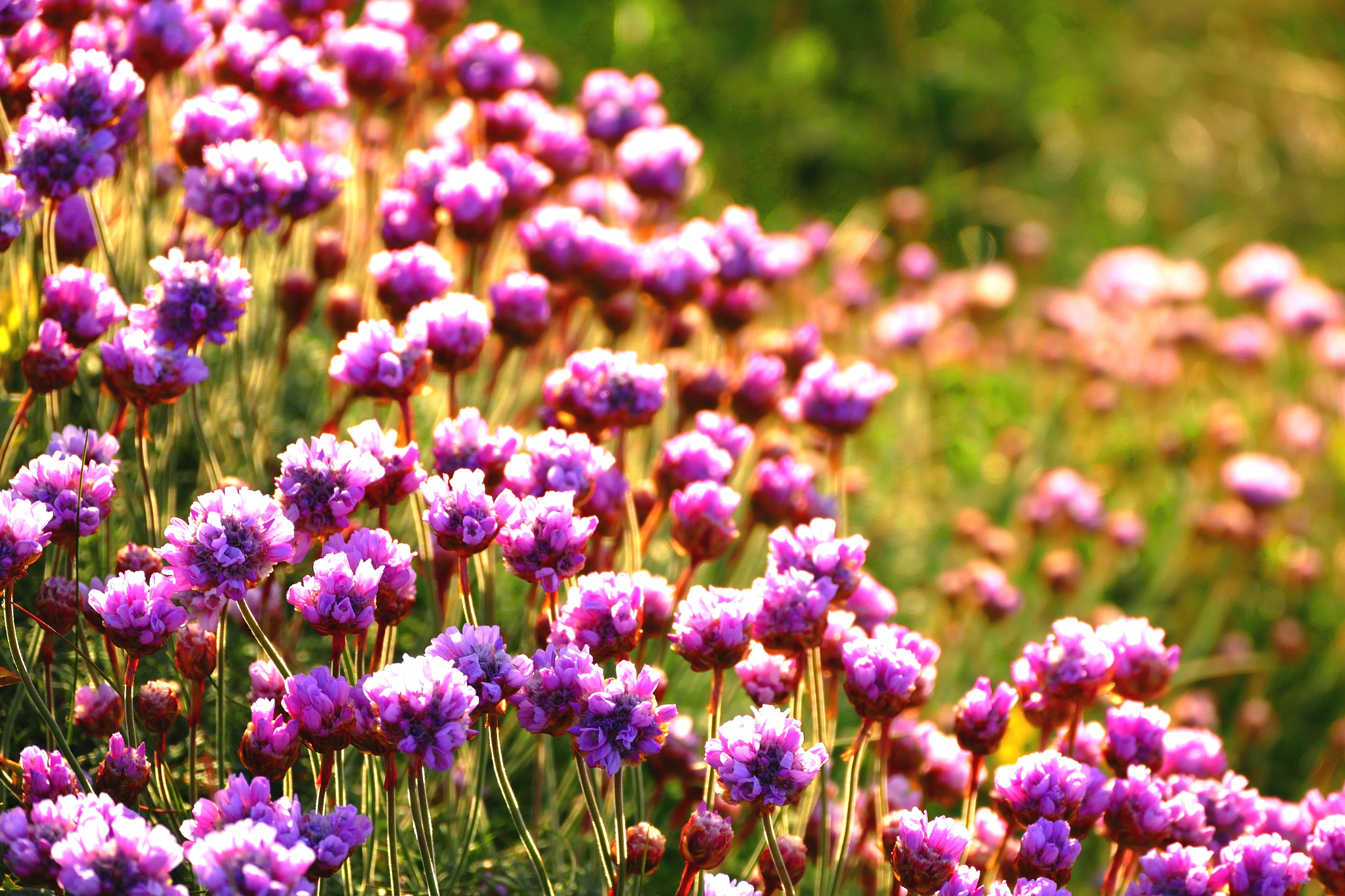 Panasonic PHOTOfunSTUDIO 9.5 PE sample photo. Armeria maritima photography