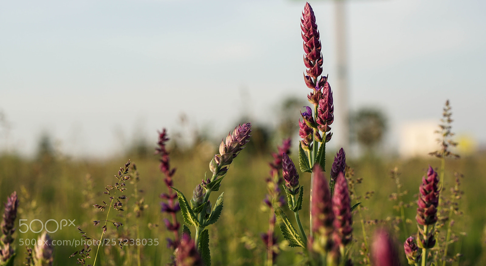 Sony a6000 sample photo. Blumenwiese neben der industrie photography