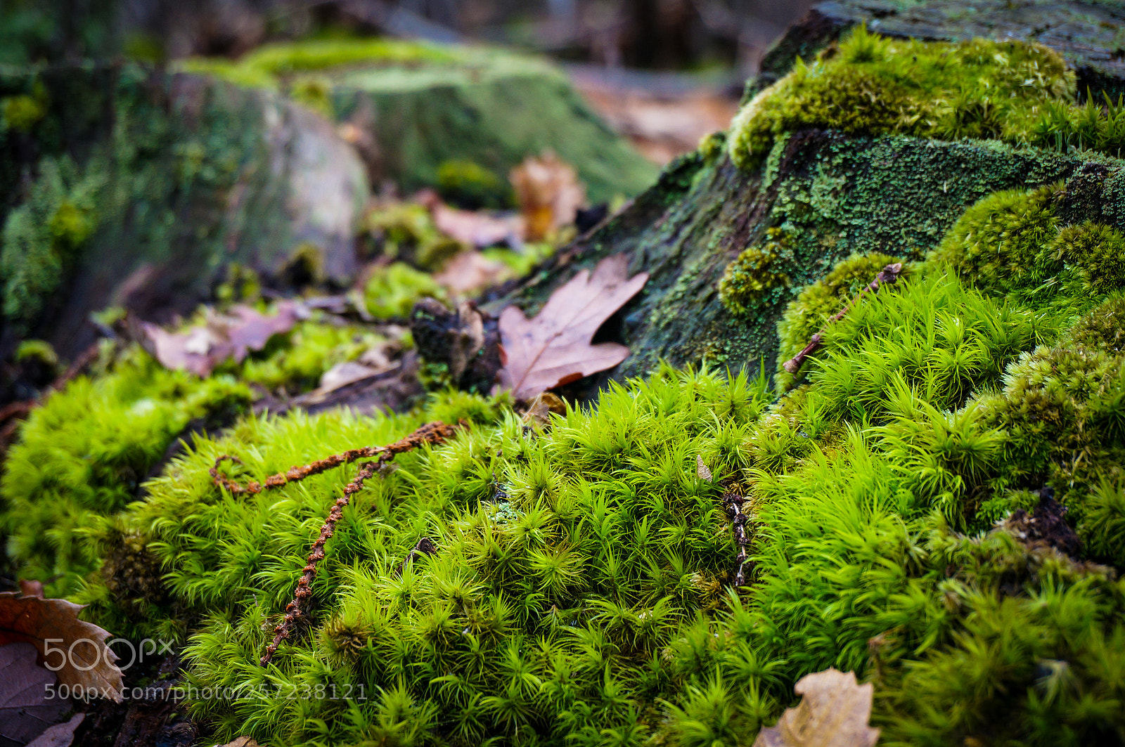 Sony Alpha NEX-6 sample photo. Green forest photography