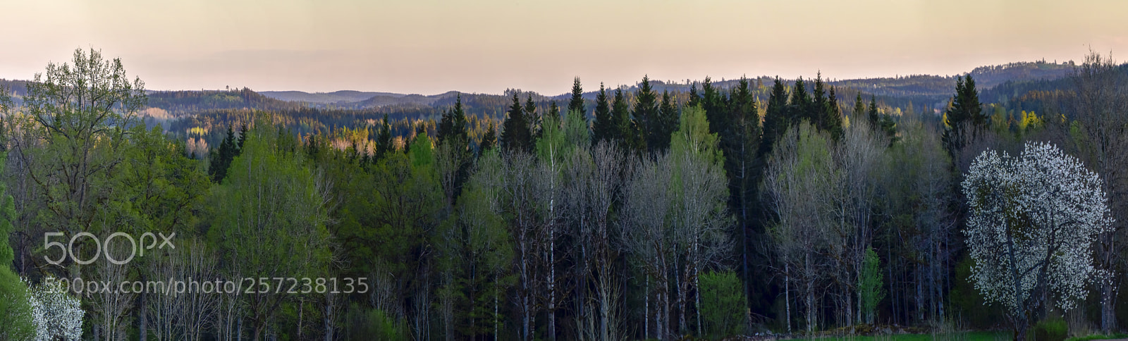Nikon D5500 sample photo. Våren photography