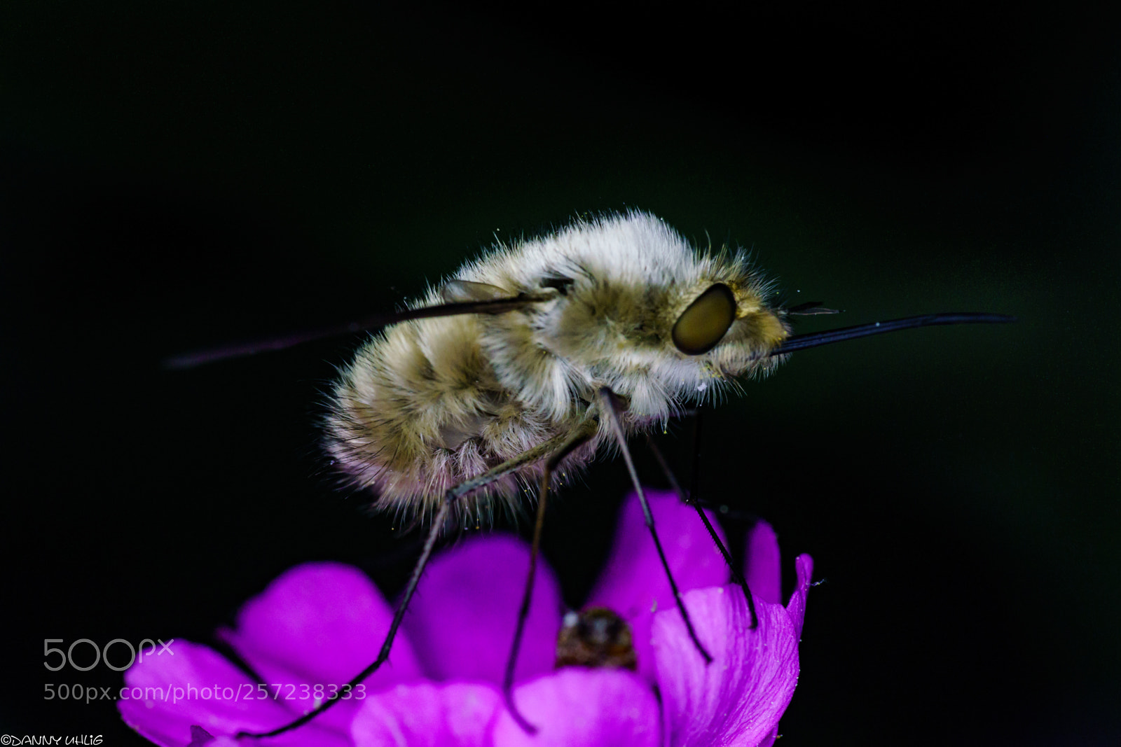 Sony a6000 sample photo. _dsc9232.jpg photography