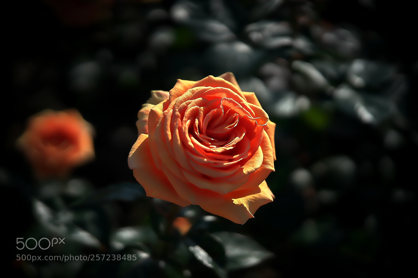 Sony a7 sample photo. Rose photography