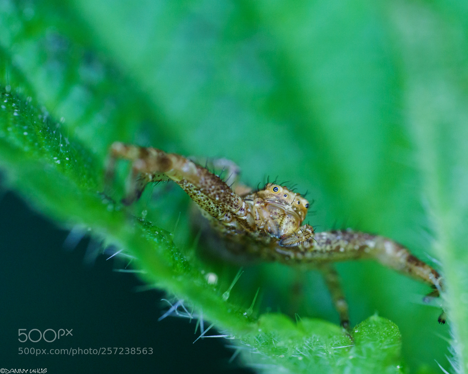 Sony a6000 sample photo. _dsc9328.jpg photography