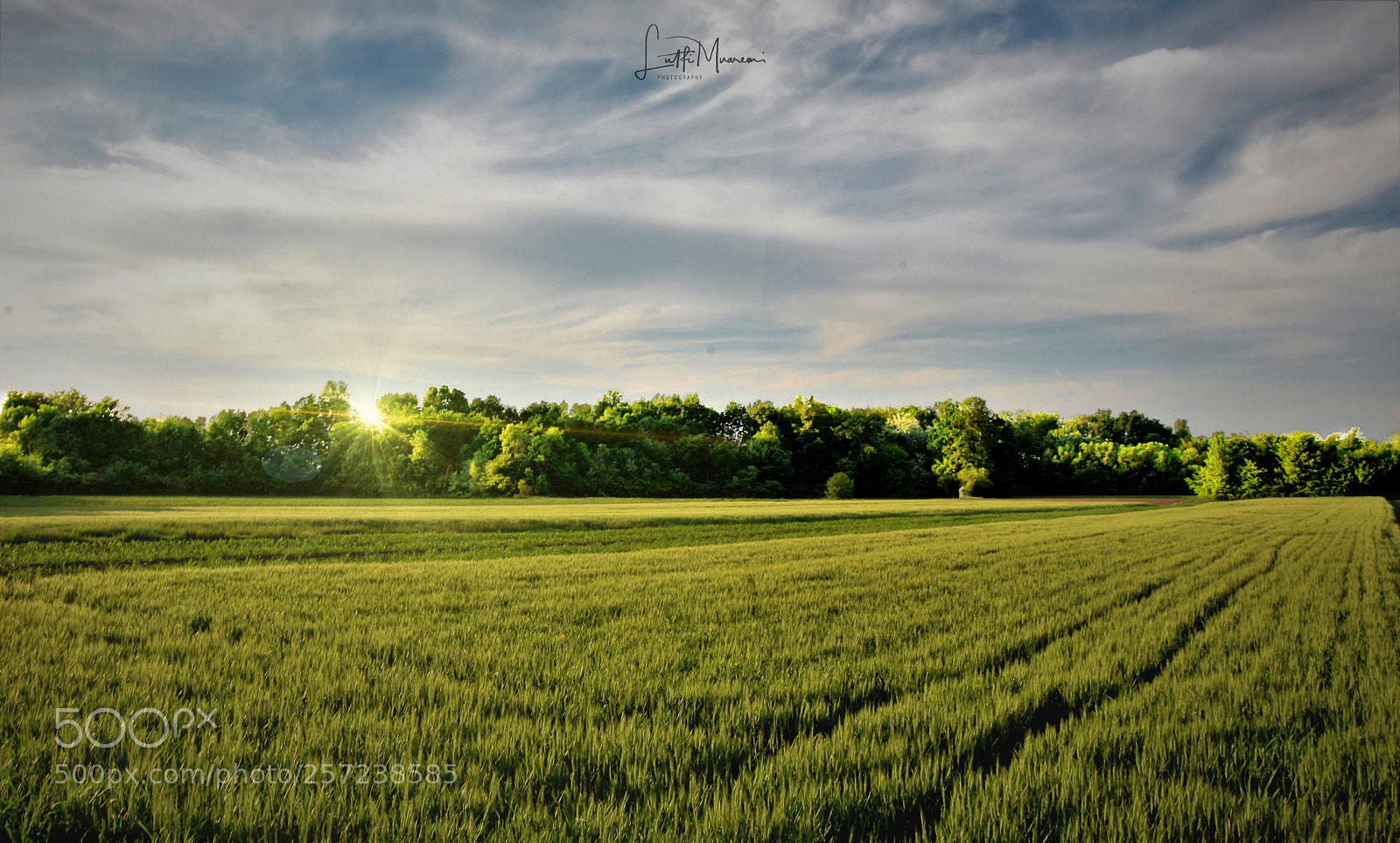 Nikon D7200 sample photo. Green field photography
