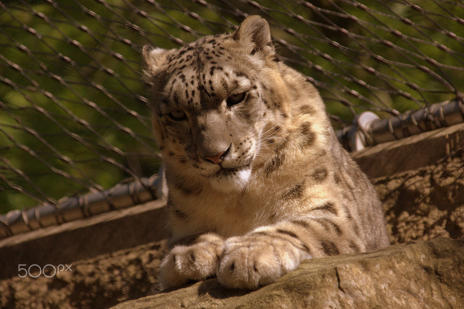 Canon EF 75-300mm F4.0-5.6 IS USM sample photo. Schneeleo 1 photography