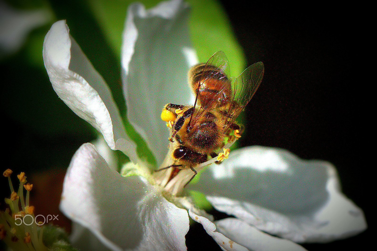 Canon EF 100mm F2.8L Macro IS USM sample photo. Biene photography