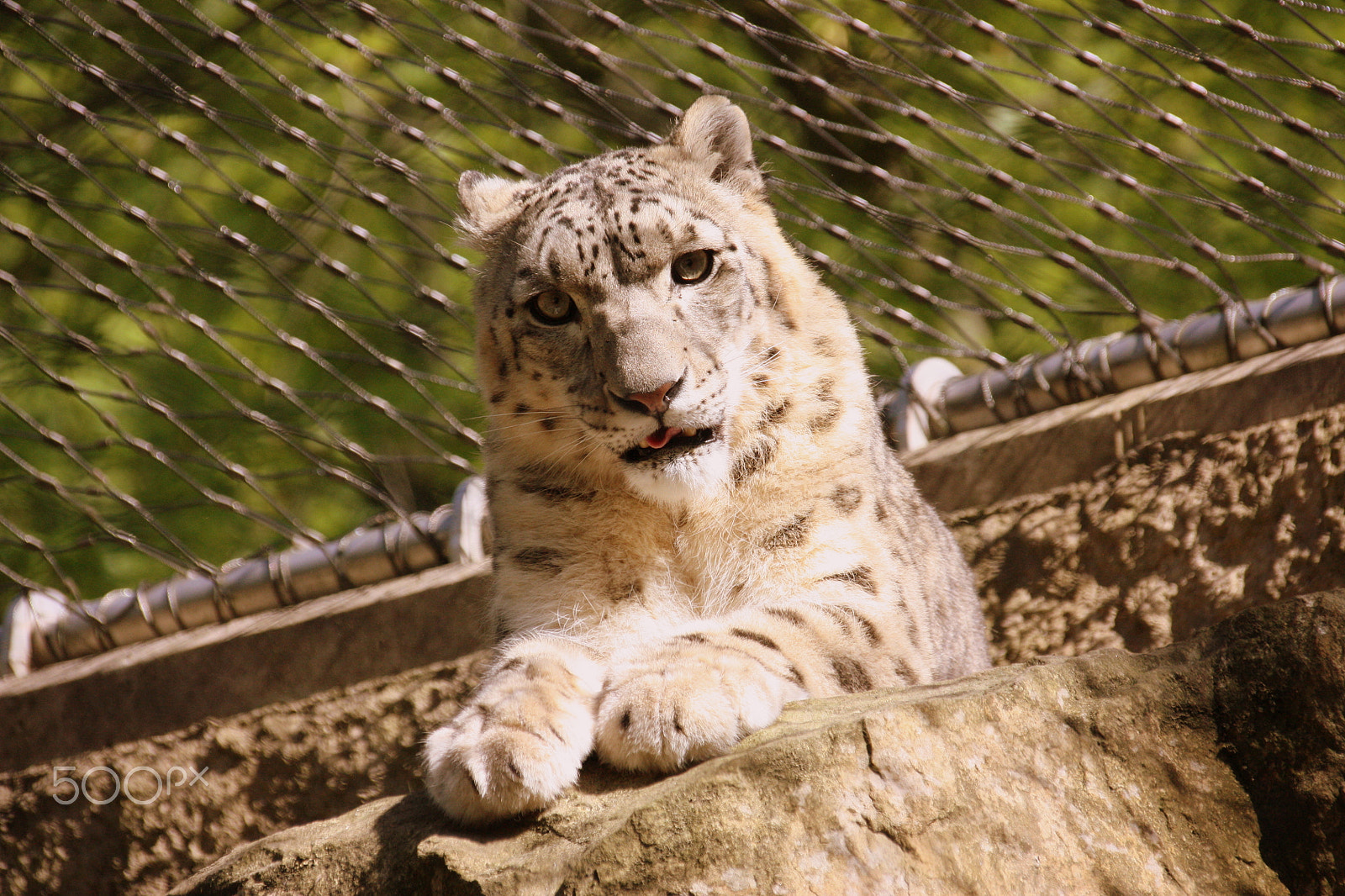 Canon EF 75-300mm F4.0-5.6 IS USM sample photo. Schneeleo 2 photography