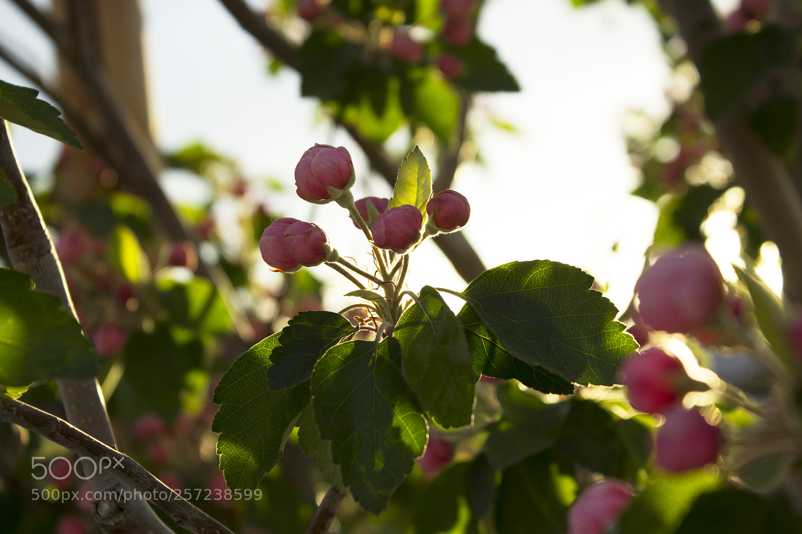 Canon EOS 1200D (EOS Rebel T5 / EOS Kiss X70 / EOS Hi) sample photo. Flower buds photography
