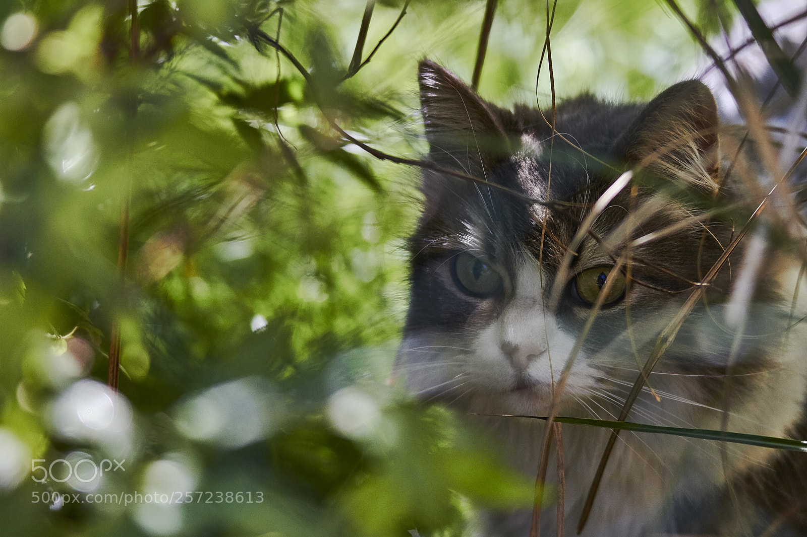 Canon EOS 7D sample photo. Hide and seek photography
