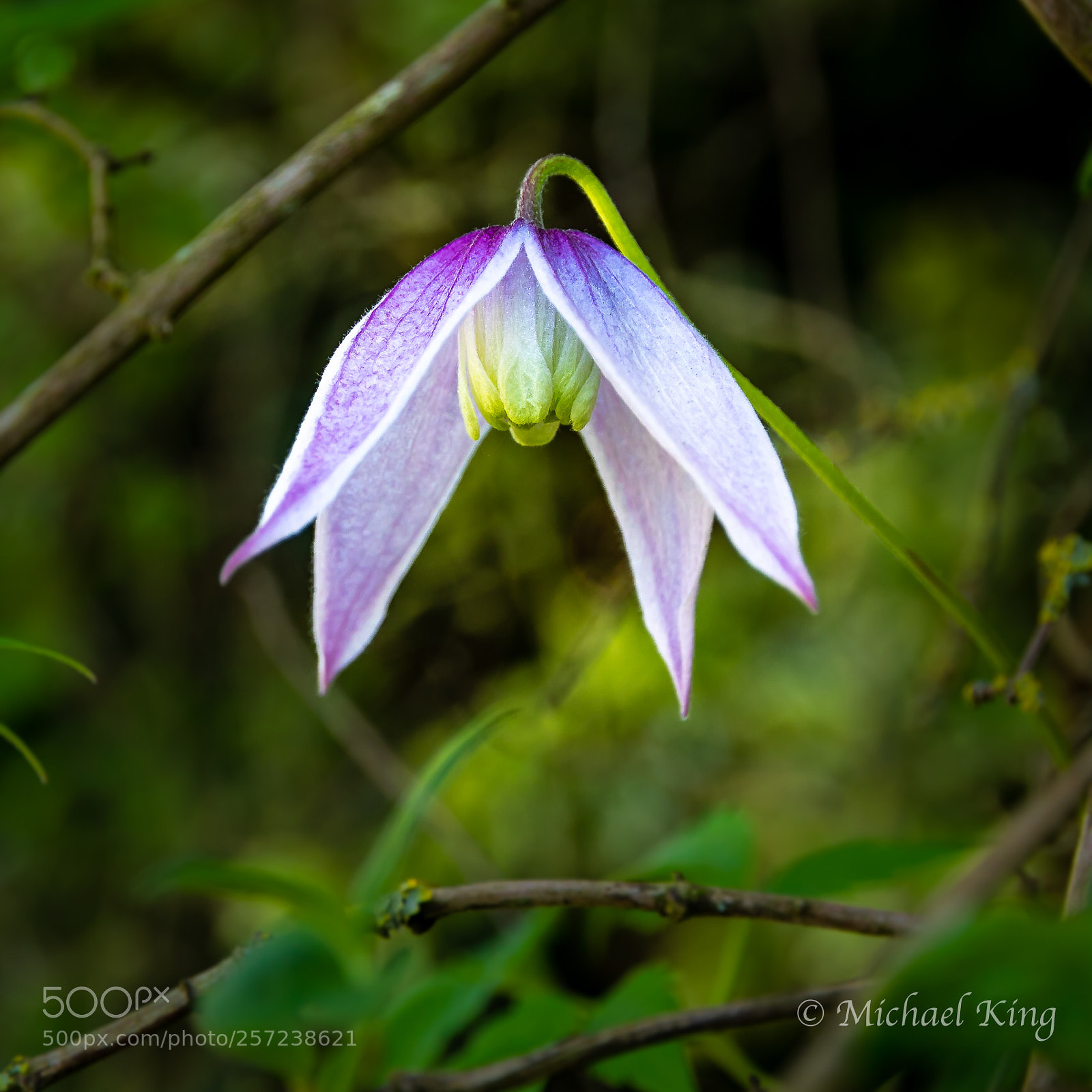 Canon EOS 7D Mark II sample photo. Clematis macropelala. photography