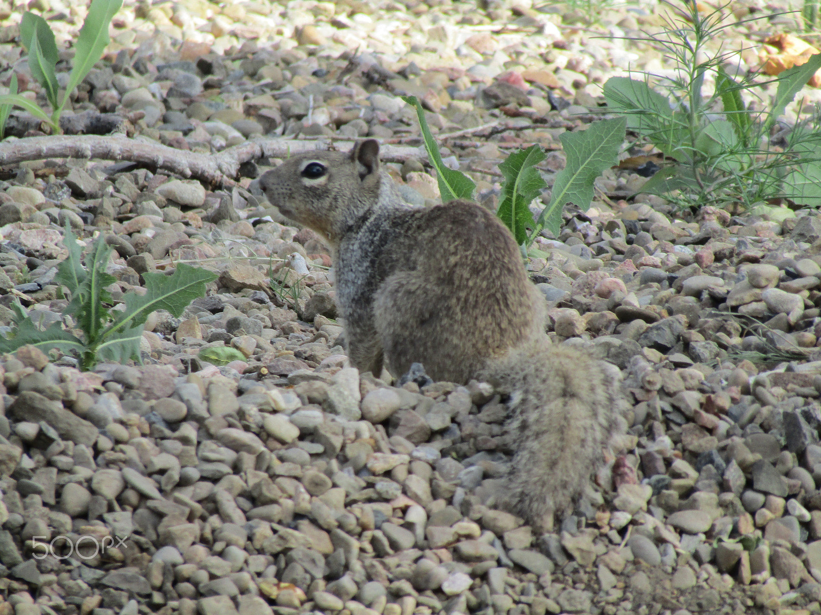 Canon PowerShot SX420 IS sample photo. Squirrel photography
