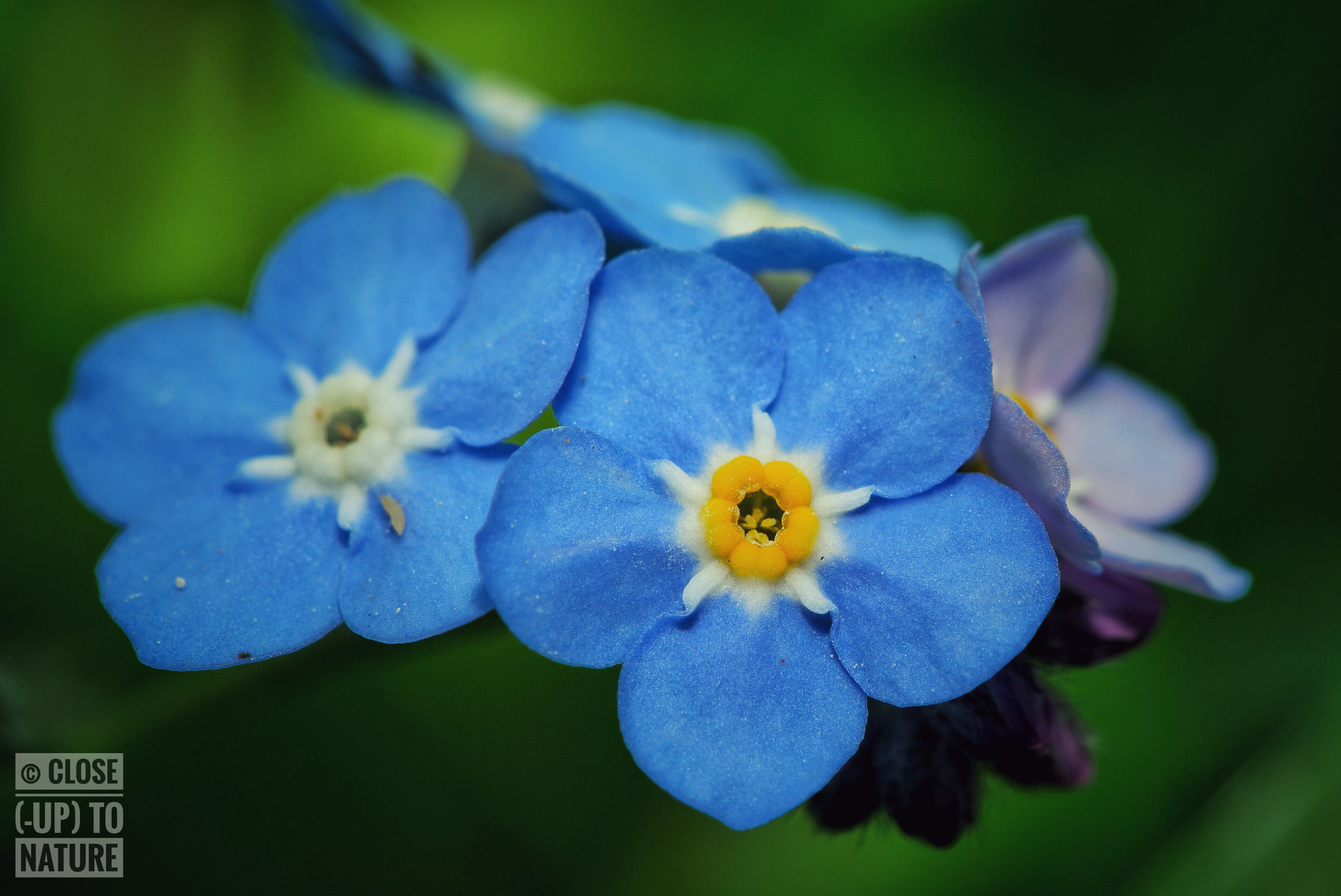 Samsung NX500 sample photo. Myosotis (2) photography