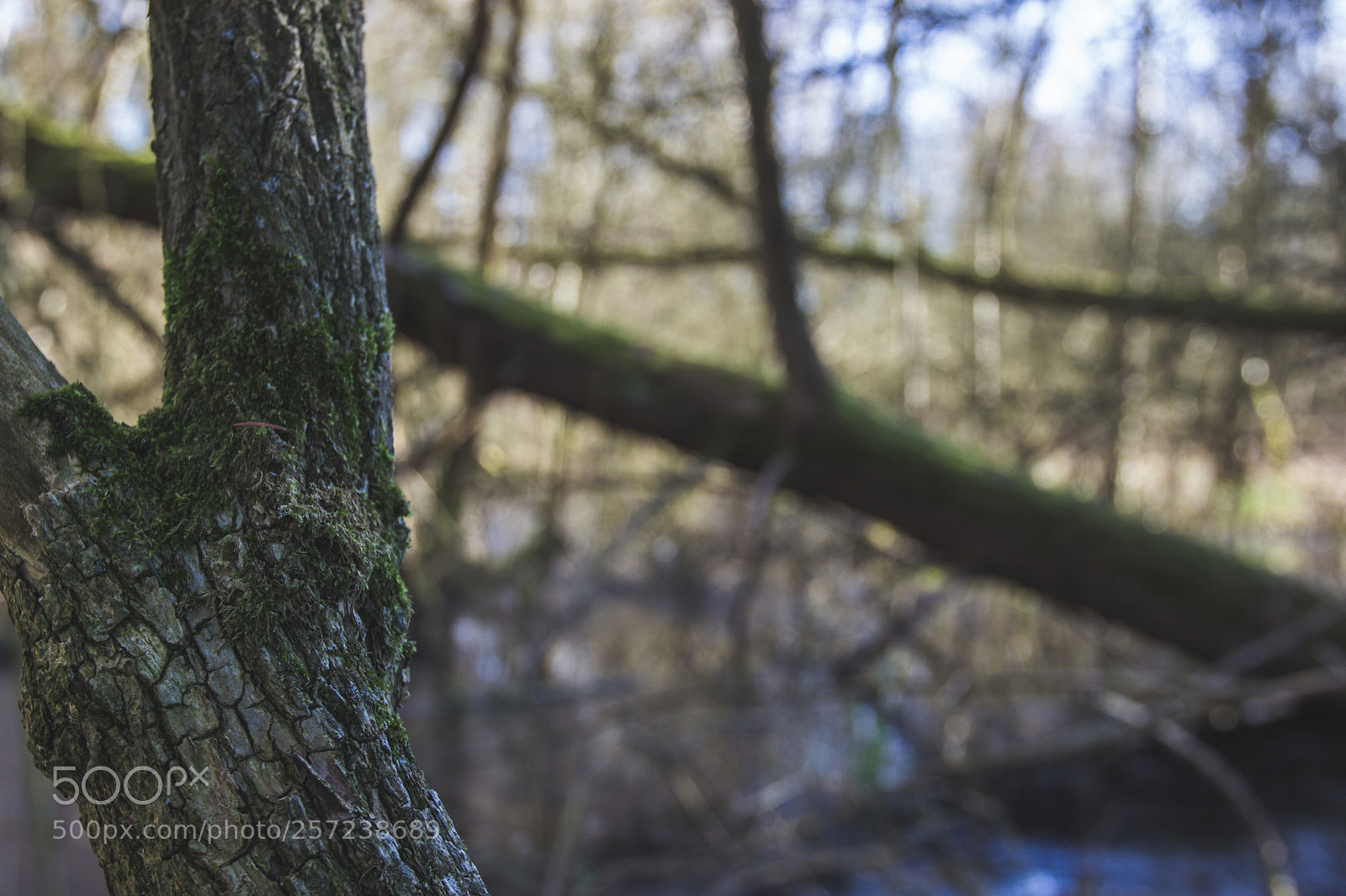 Canon EOS 600D (Rebel EOS T3i / EOS Kiss X5) sample photo. Vielle branche photography