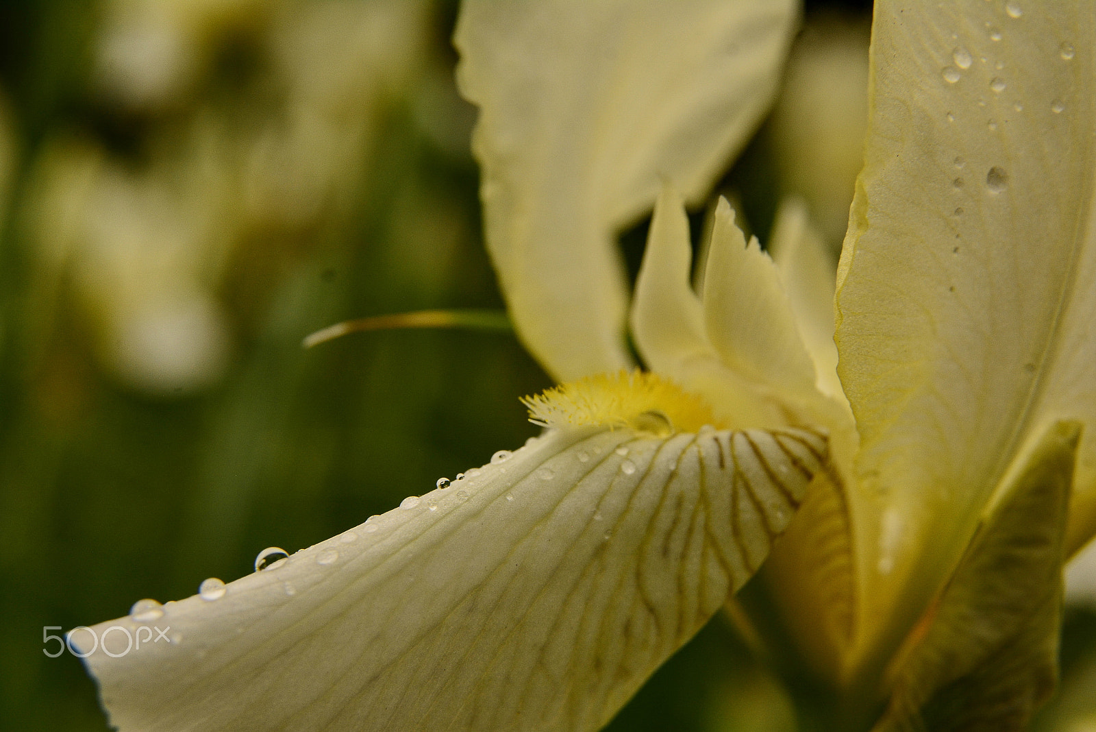 Sigma 17-50mm F2.8 EX DC OS HSM sample photo. After the rain photography