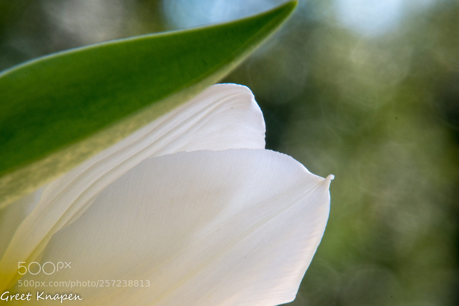 Nikon D7200 sample photo. Tulp photography