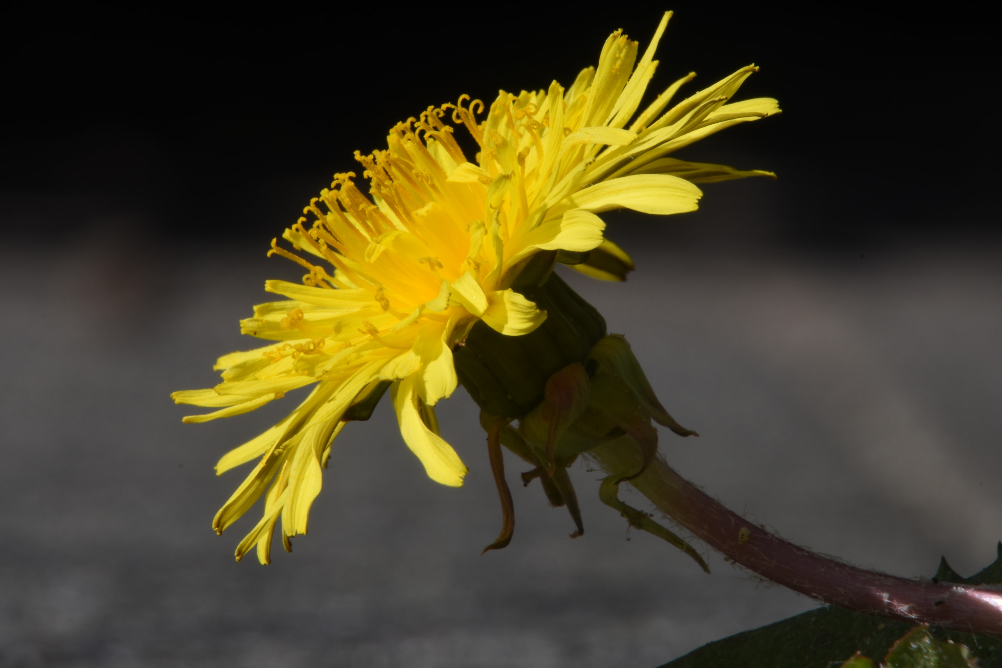 Nikon D7200 sample photo. Dandelion or pisbloem or onkruid photography