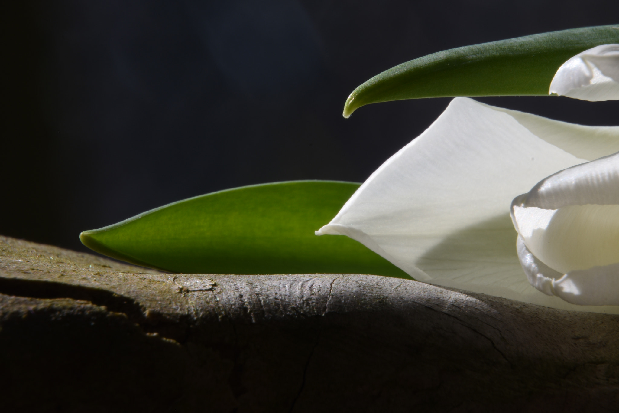 Nikon D7200 sample photo. Macro*tulp photography
