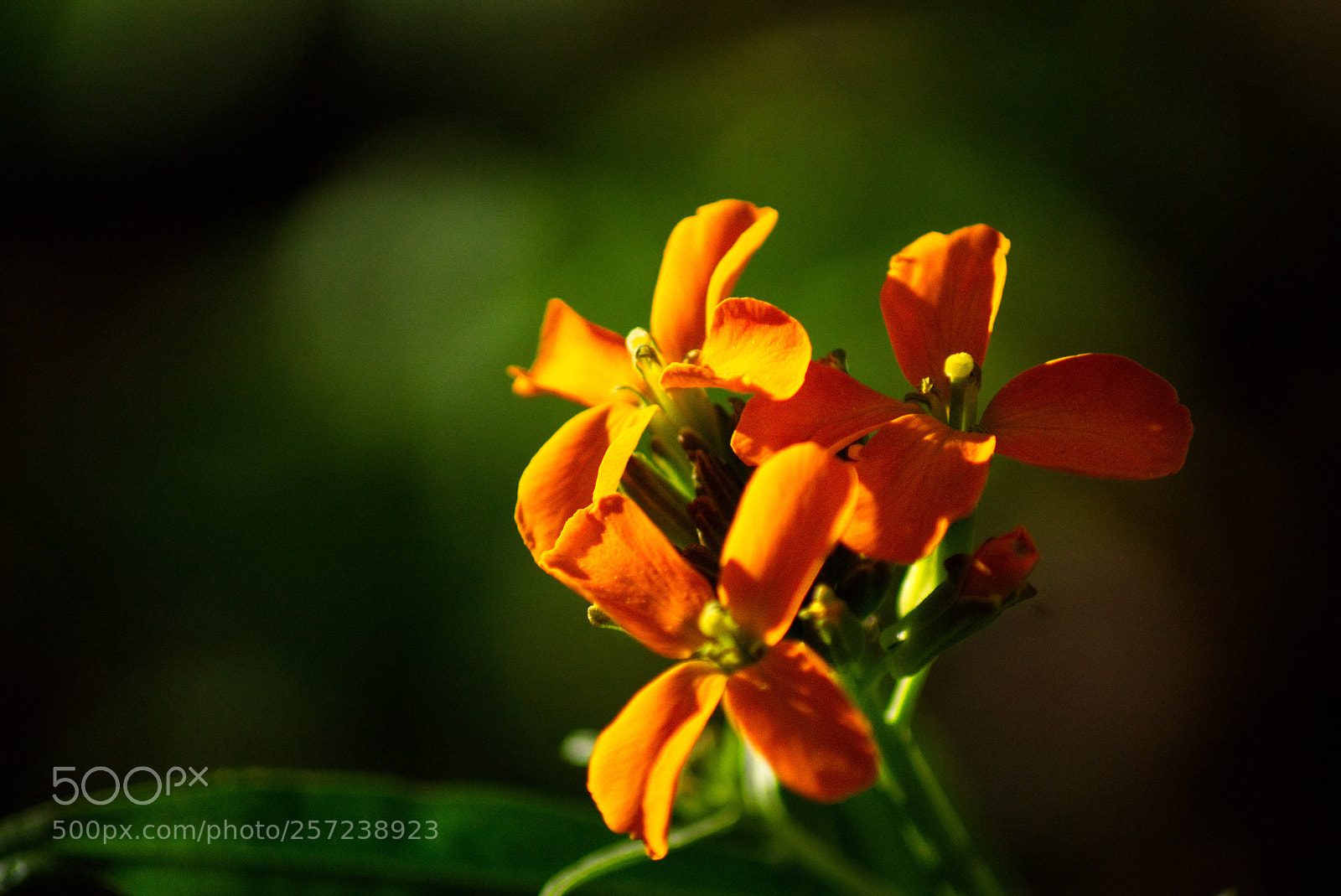 Sony SLT-A77 sample photo. Orange photography