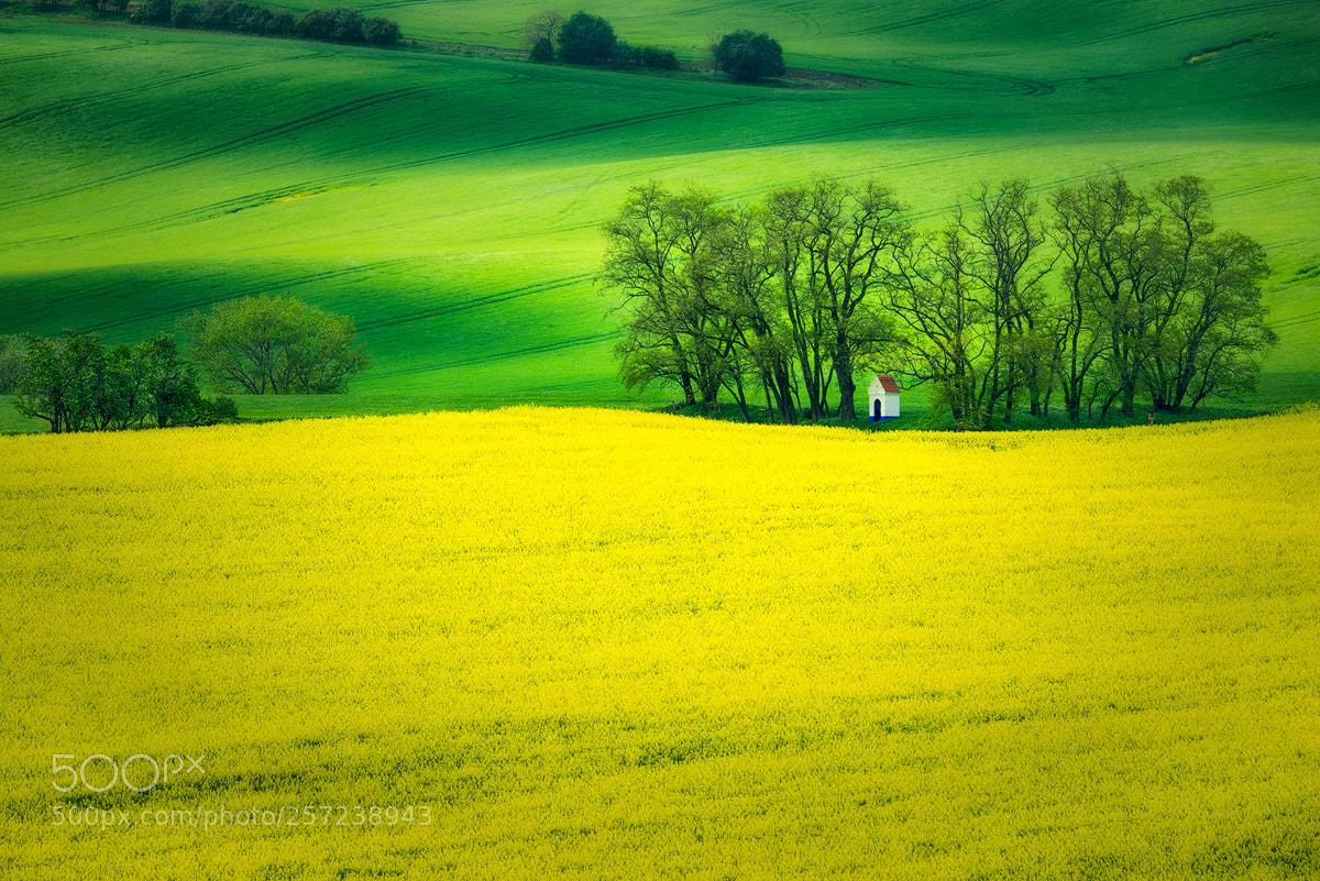 Nikon D610 sample photo. Classic frame from moravia photography