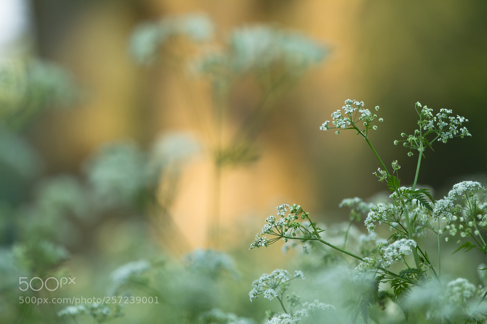 Canon EOS 7D sample photo. Fluitenkruid photography