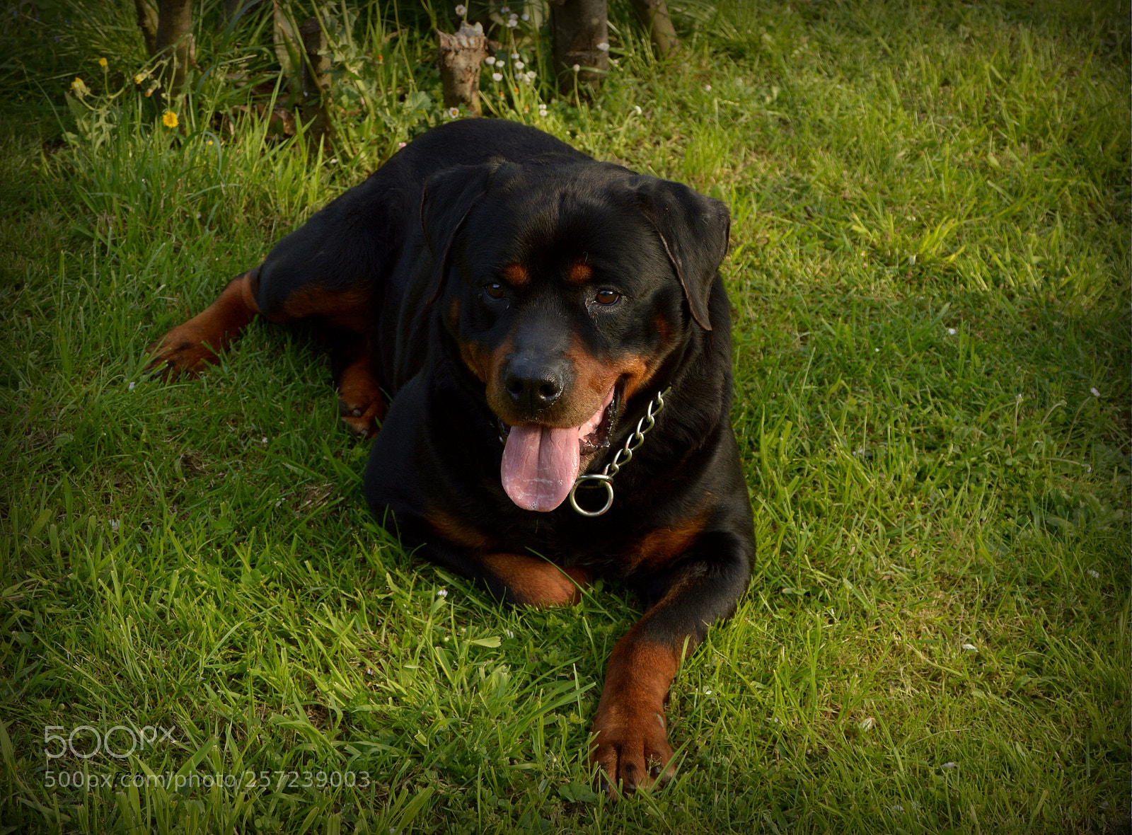 Nikon D3200 sample photo. Rottweiler photography