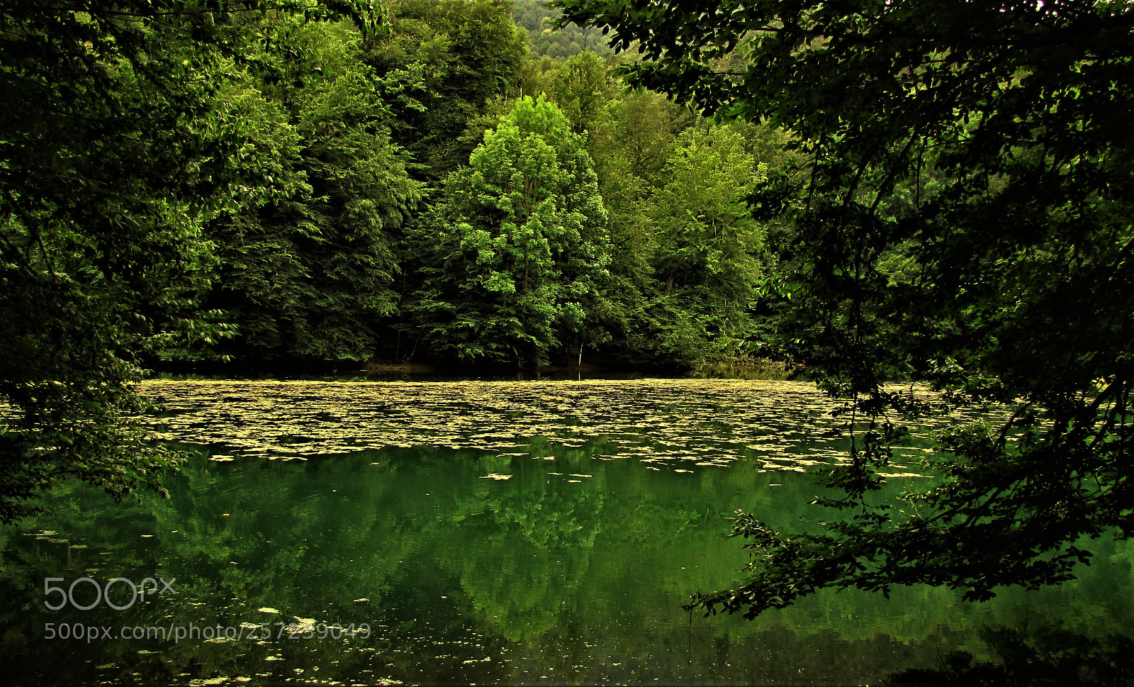 Canon PowerShot SX20 IS sample photo. Lake in the forest photography