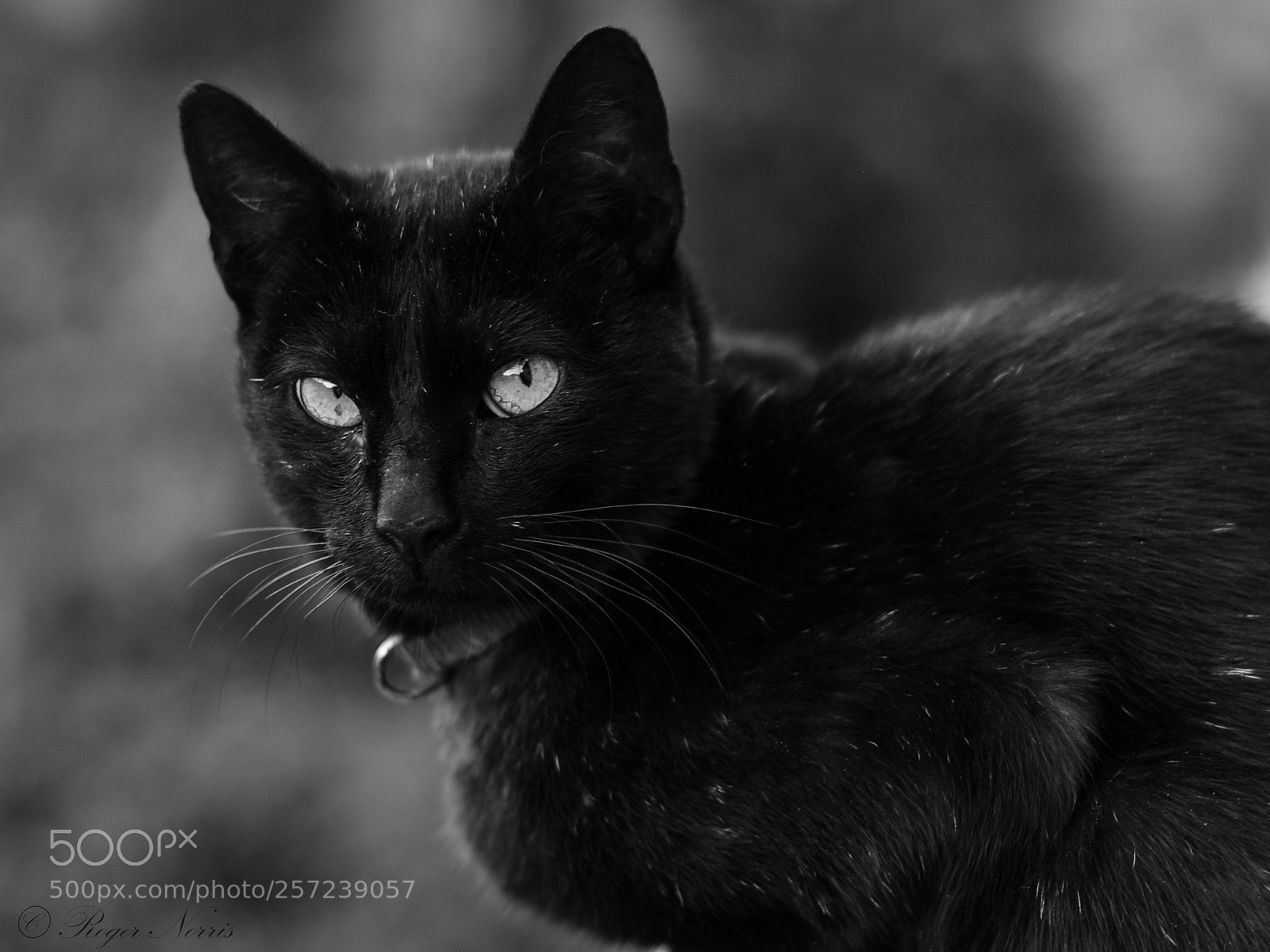 Nikon D810 sample photo. I've seen things photography