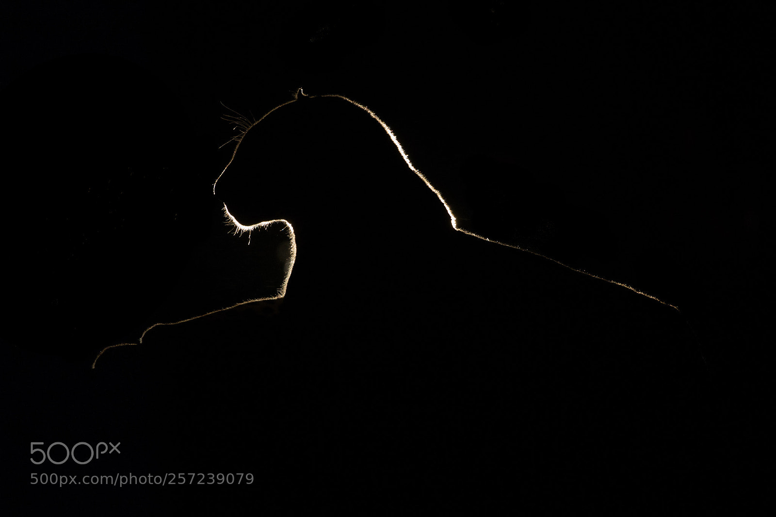 Canon EOS-1D X sample photo. Night stalker photography