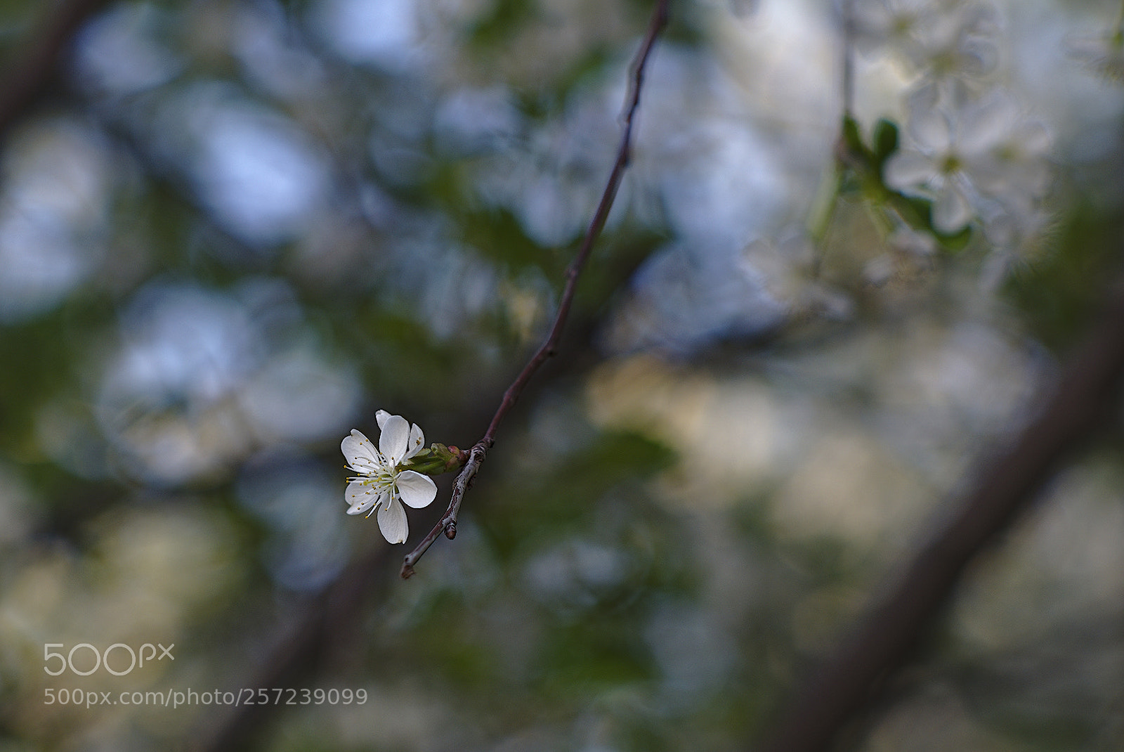 Nikon D750 sample photo. Cherry blossom photography