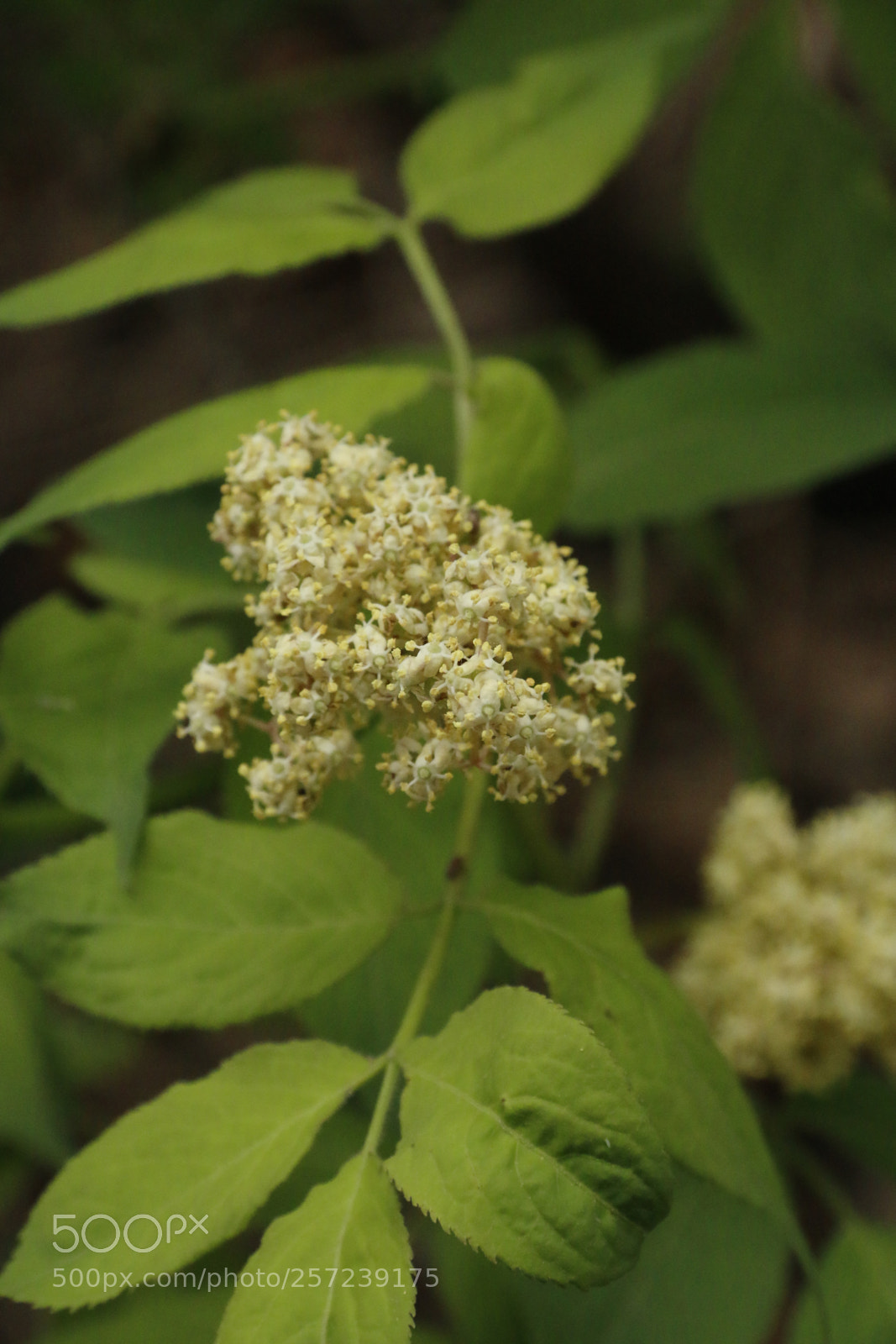 Canon EF-S 18-200mm F3.5-5.6 IS sample photo. Fruit blossom photography