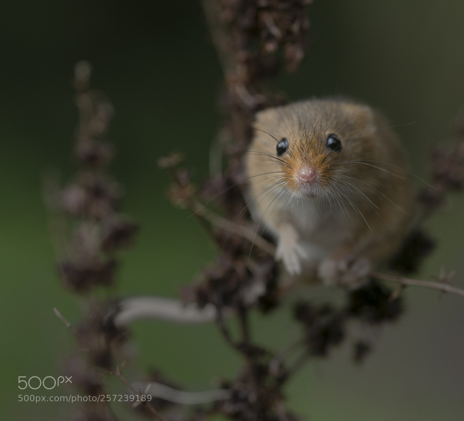 Canon EOS-1D X sample photo. Harvest mouse photography