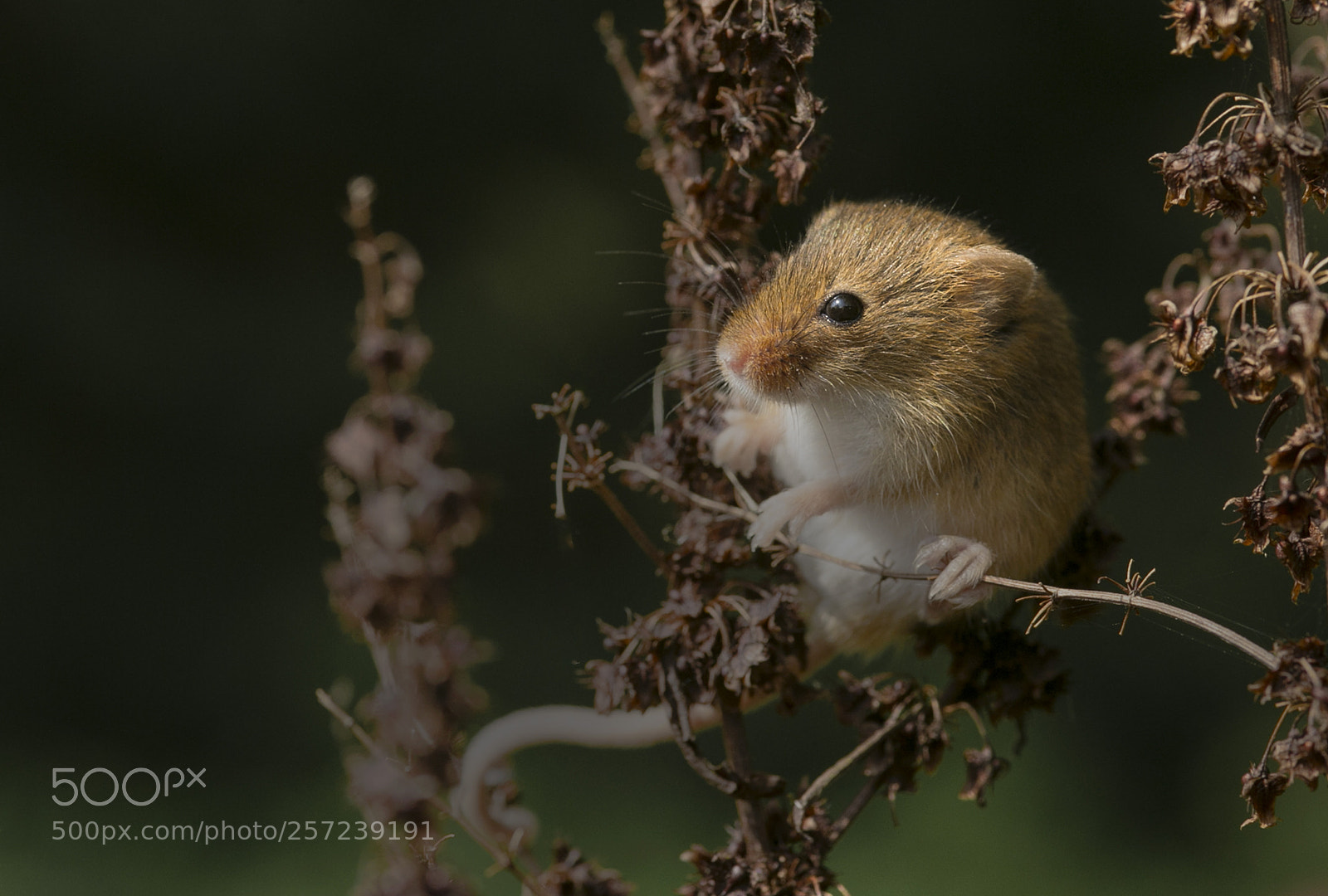 Canon EOS-1D X sample photo. Harvest mouse photography