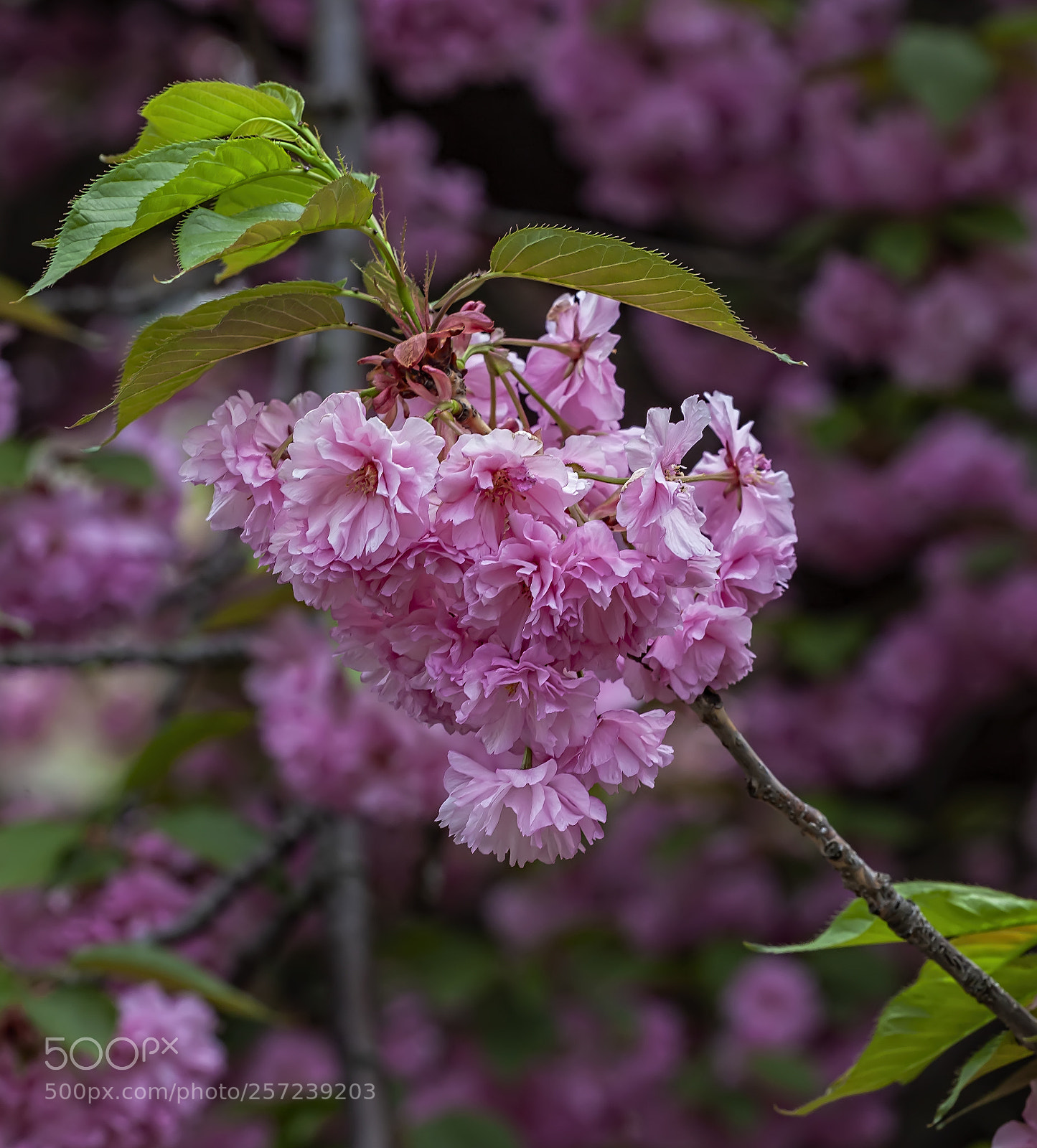 Canon EOS 5D Mark II sample photo. Cherry blossoms photography
